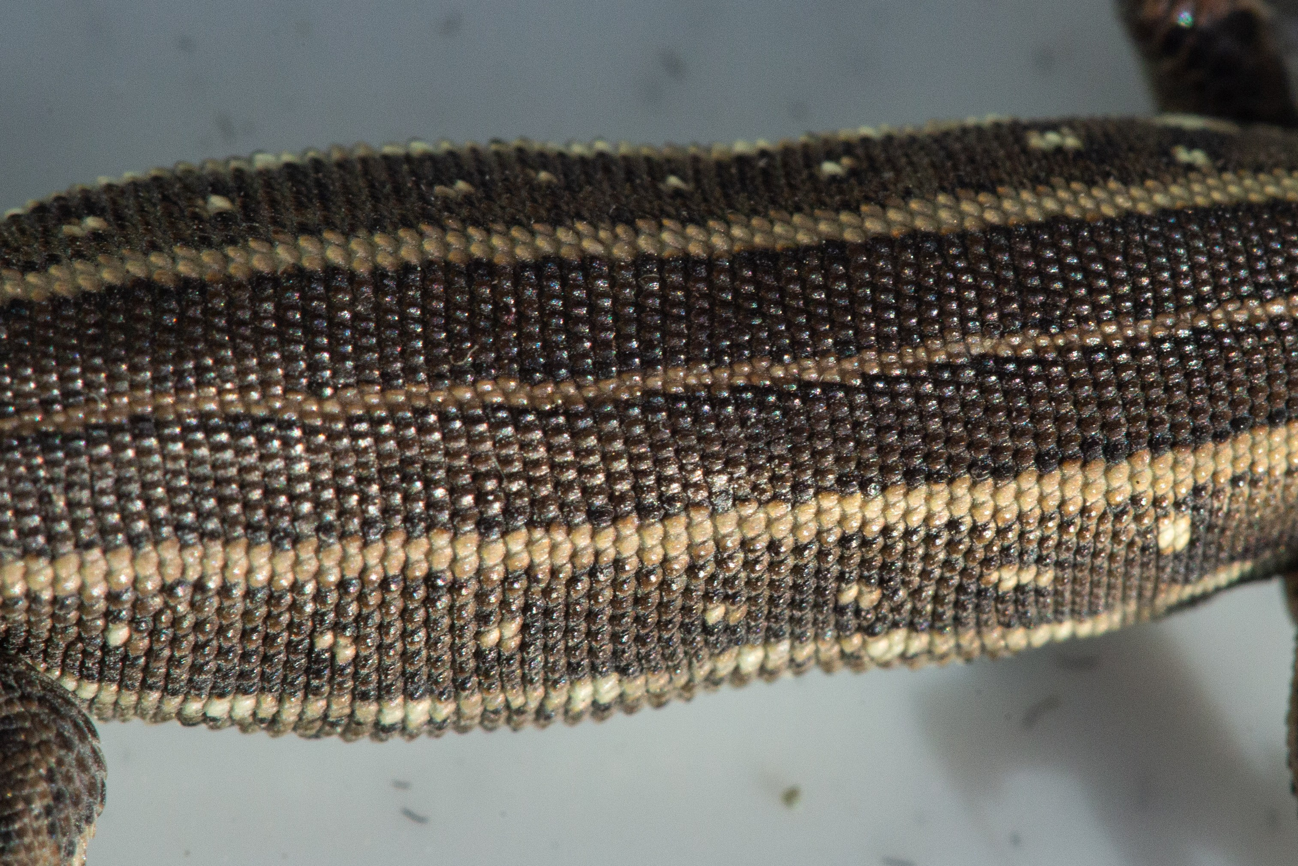 Фото Животных. Студия Максима Белослюдцева