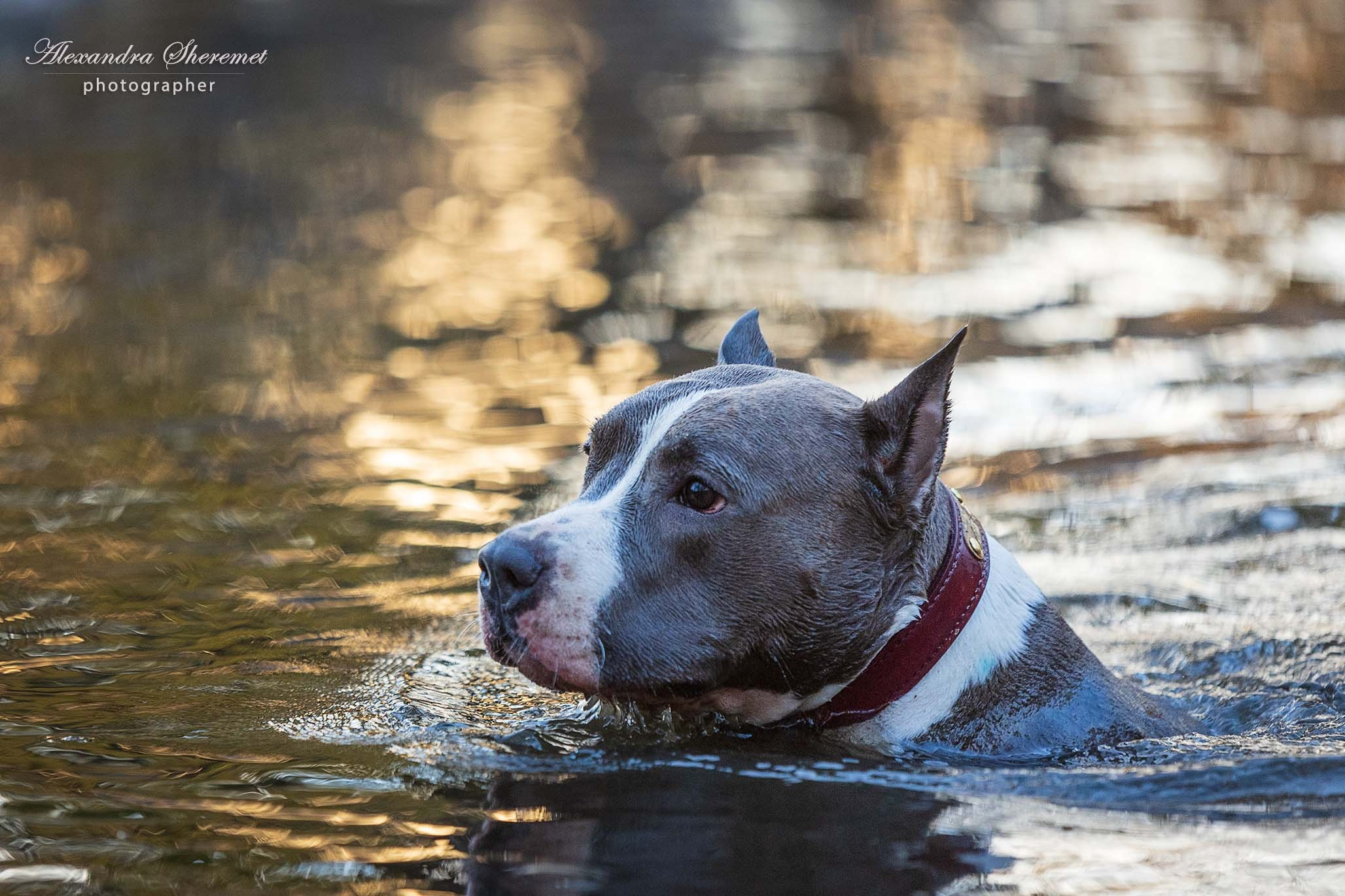 Шерри. Фотограф-анималист Александра Шеремет