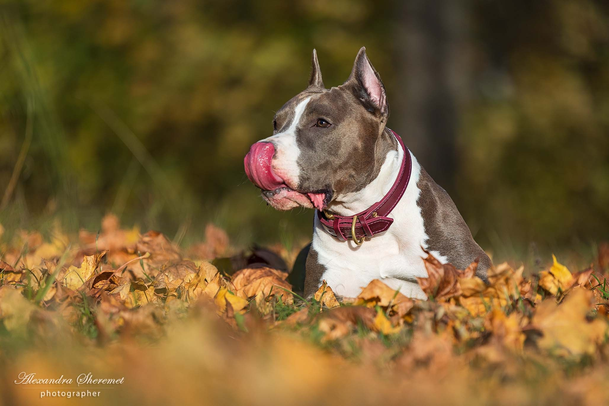Шерри. Фотограф-анималист Александра Шеремет