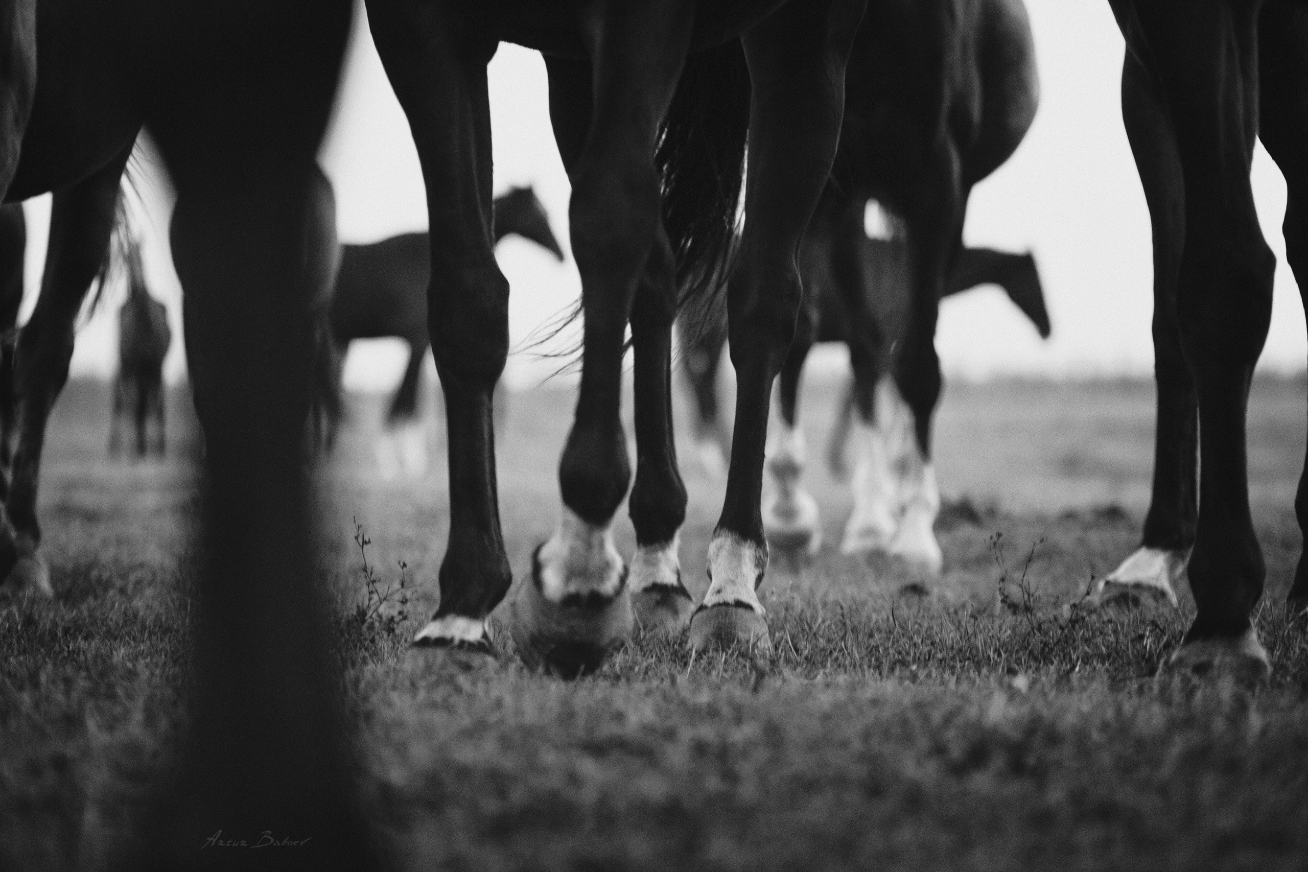 Gallery. Art photos of horses — ARTUR BABOEV | Photographer