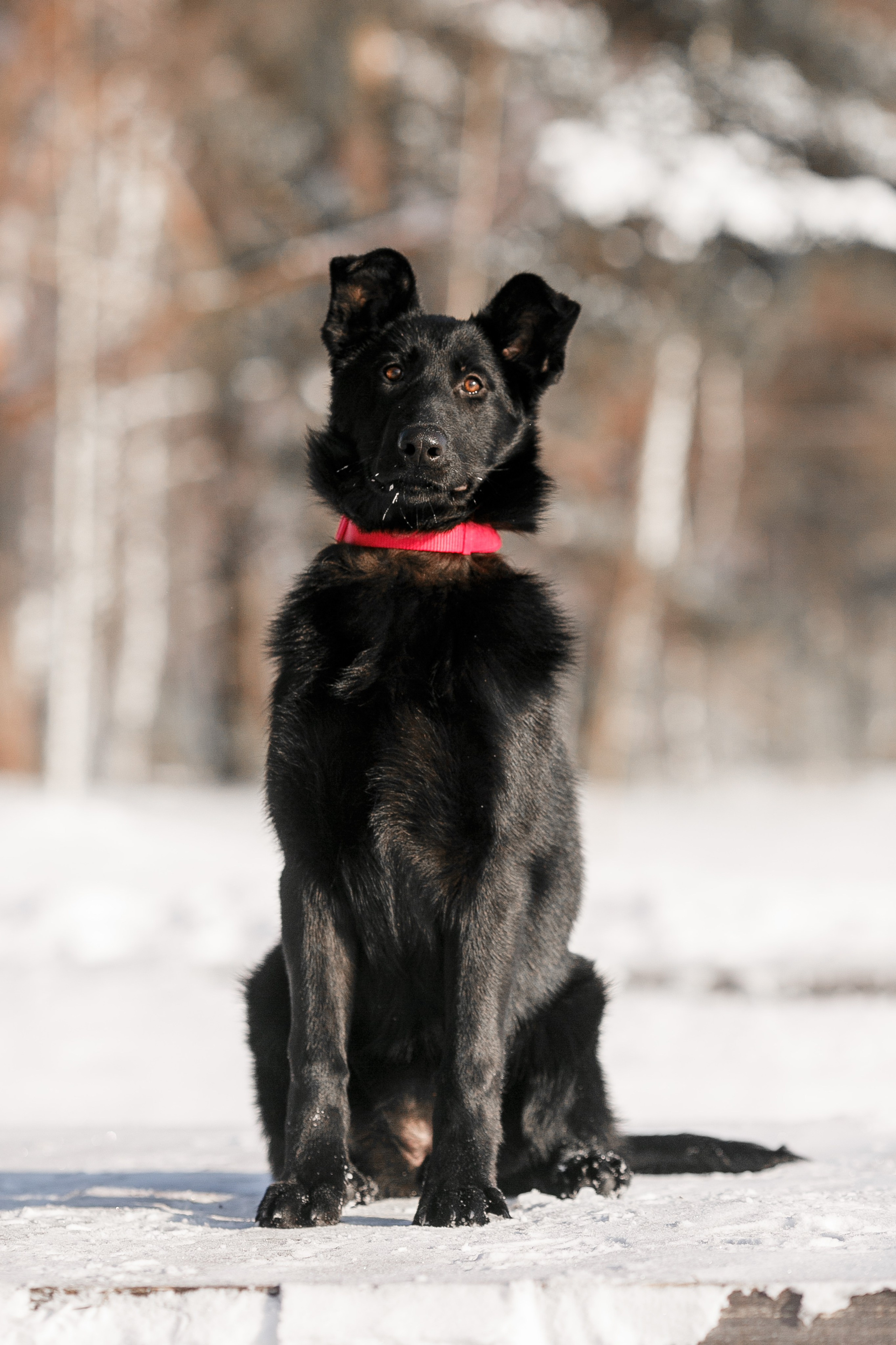 Фотосъемка собак для питомника немецких овчарок. Репортажный фотограф Борис Геер