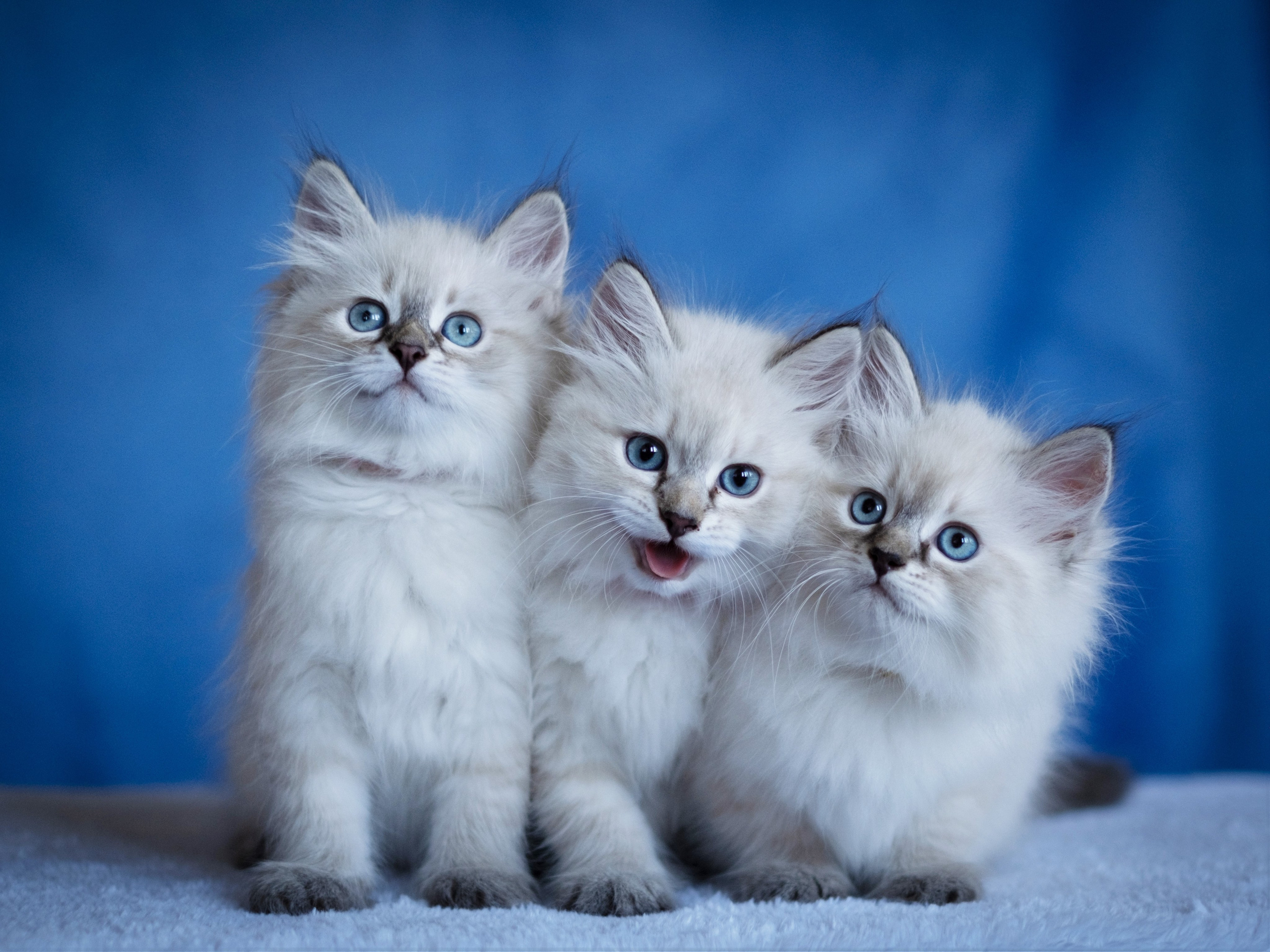 Зоофотограф, фотограф животных в Москве и области Дина Дамоцева