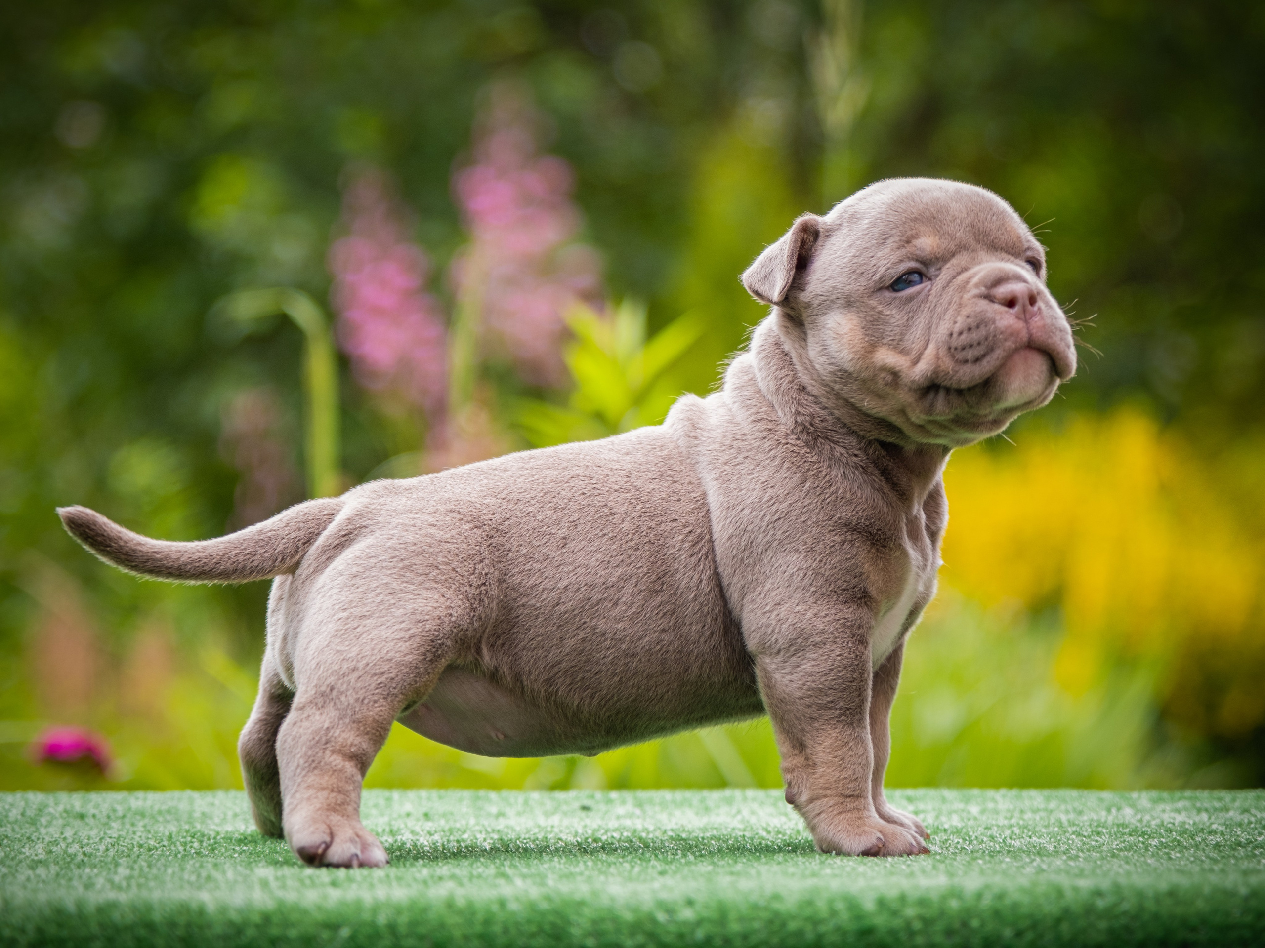 Зоофотограф, фотограф животных в Москве и области Дина Дамоцева