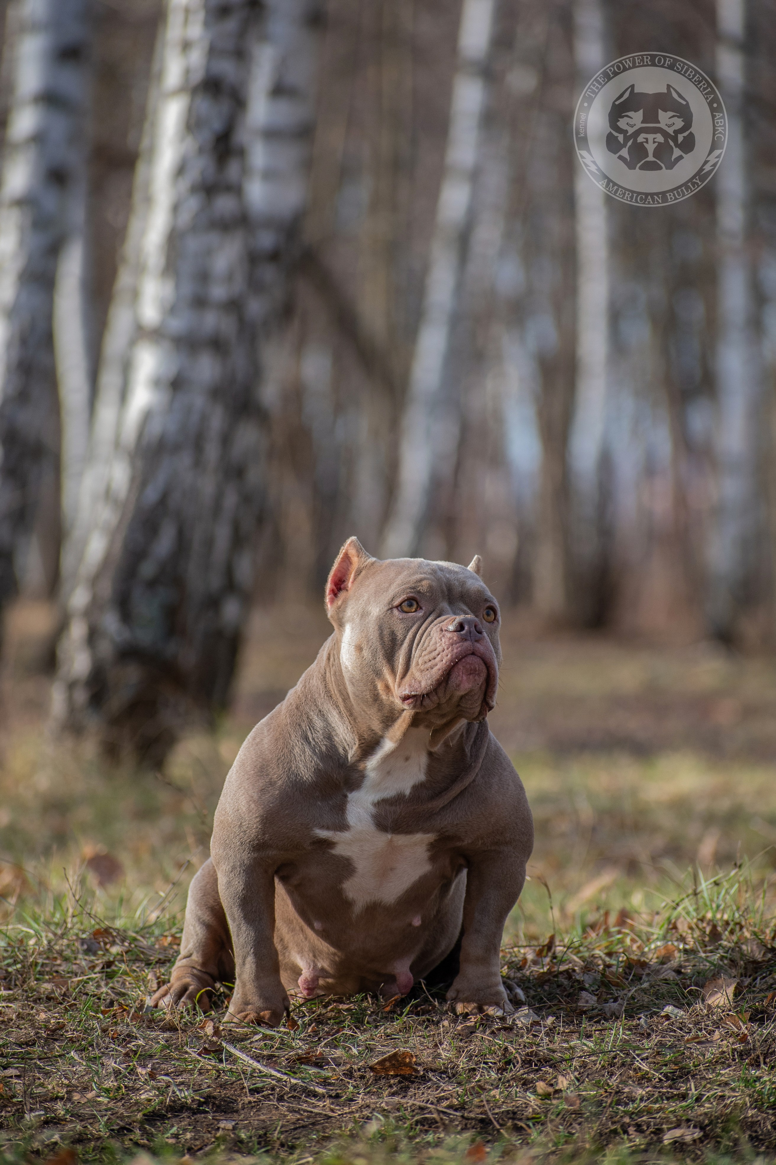 кобель на вязку Американский булли в Перми