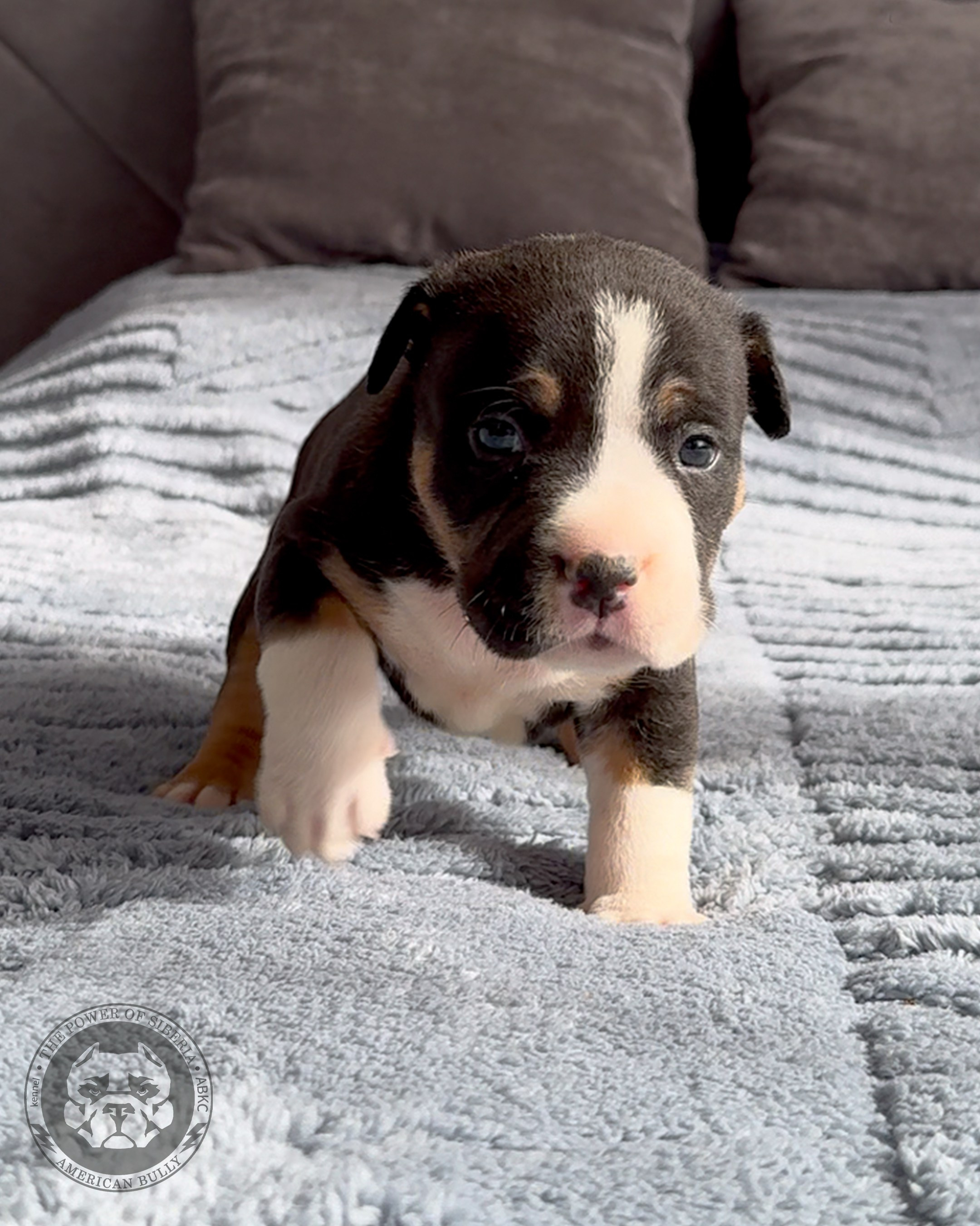 Свободные щенки Американский Булли стандарт и Свободные щенки Американский Булли классик. Американский Булли в г. Ростов-на-Дону. Питомник THE POWER OF SIBERIA