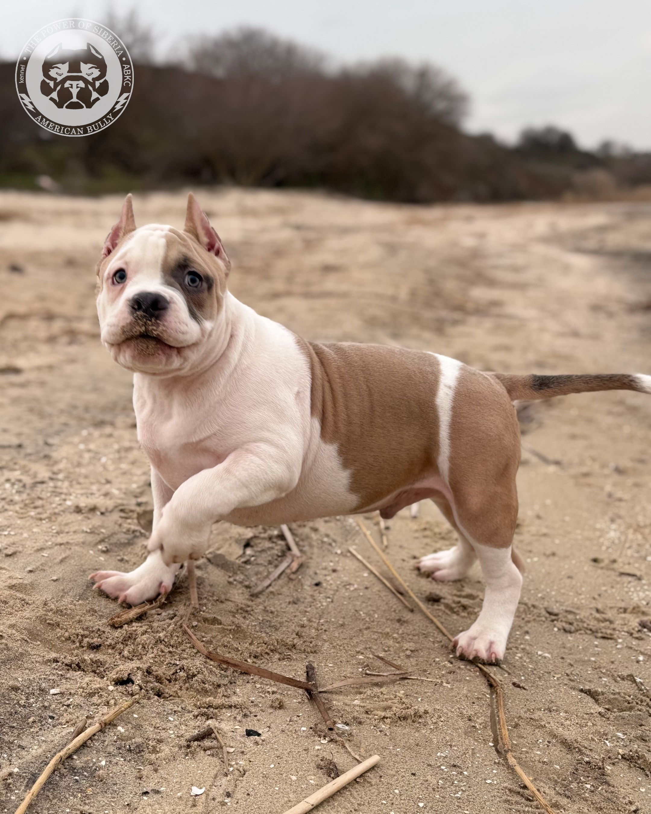 Свободные щенки Американский Булли стандарт и Свободные щенки Американский Булли классик. Американский Булли в г. Ростов-на-Дону. Питомник THE POWER OF SIBERIA