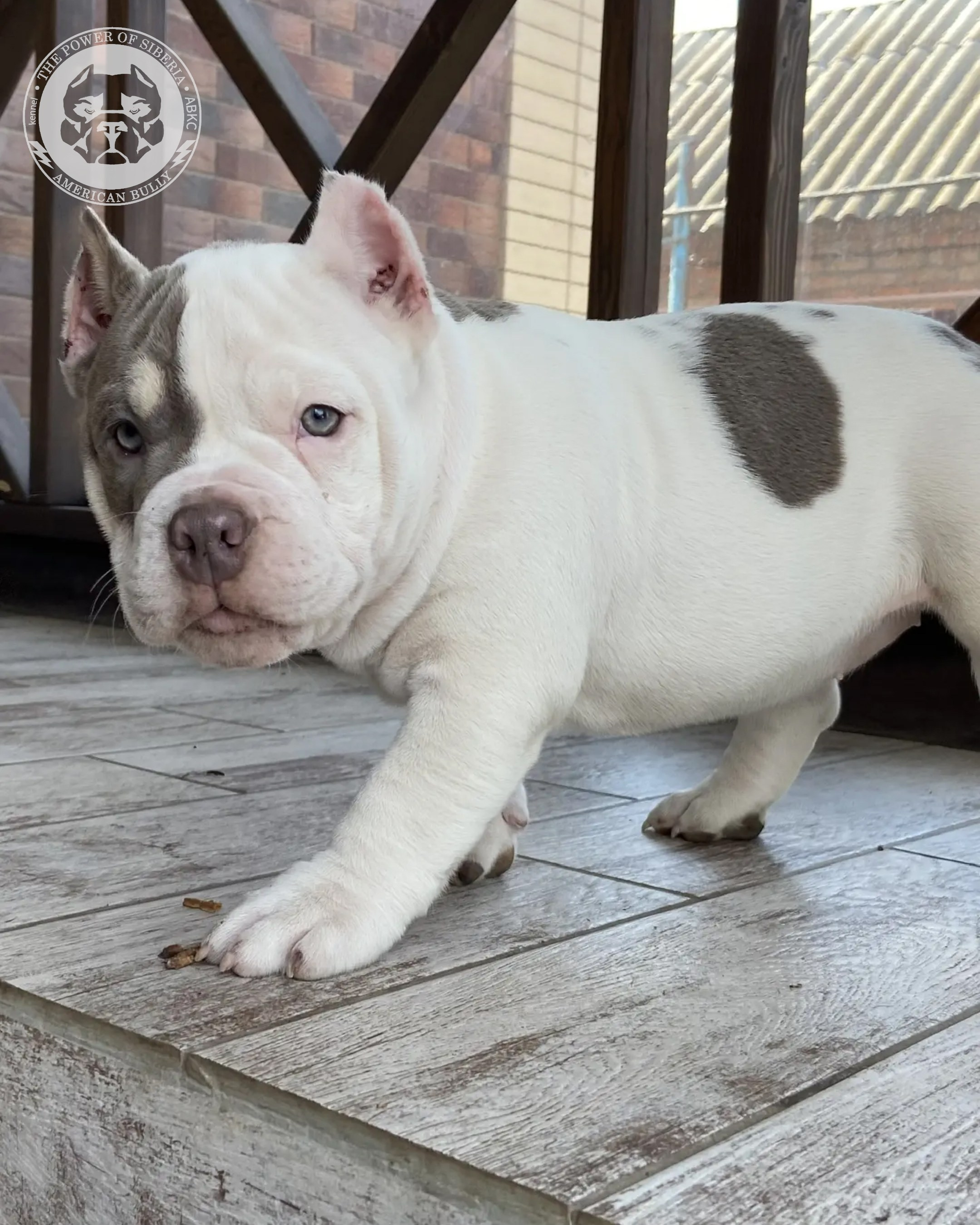 Свободные щенки Американский Булли, в типах покет, классик, стандарт. Американский Булли в г. Ростов-на-Дону. Питомник THE POWER OF SIBERIA