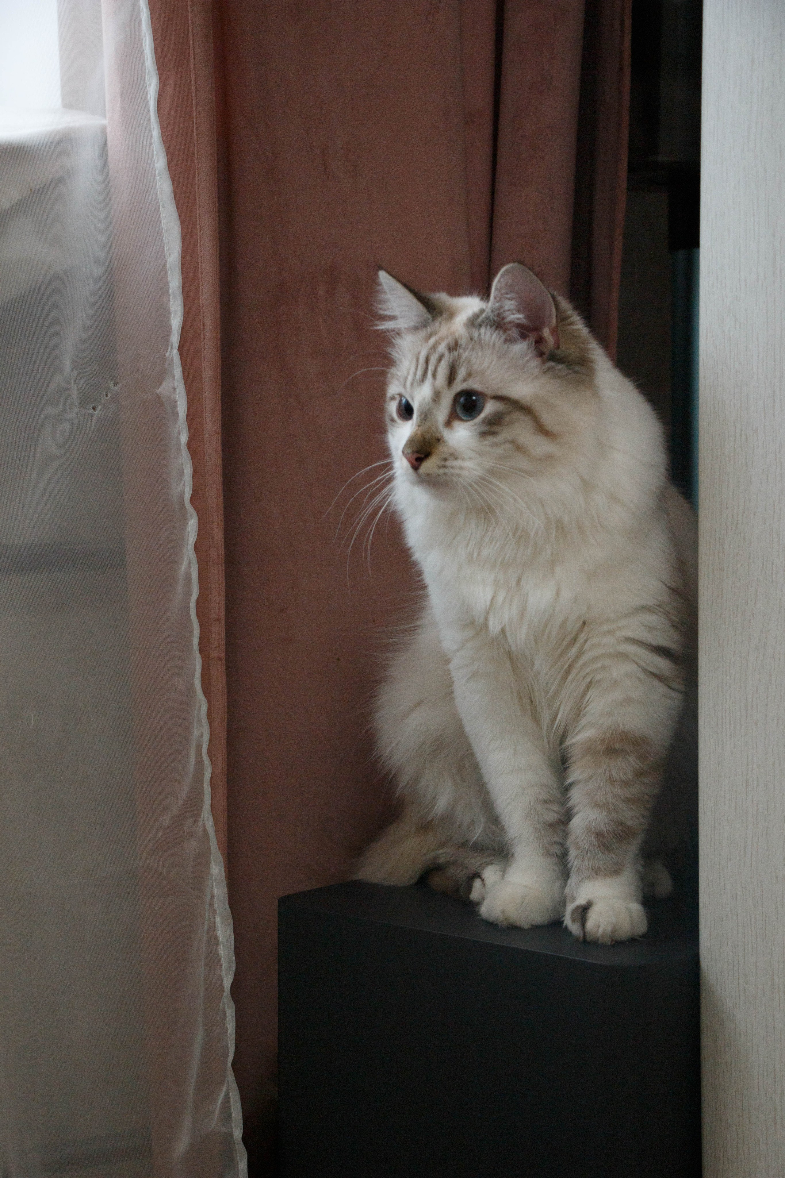 Kristina & Miya. Бережно сохраняю ваши чувства и истории на своих фотографиях