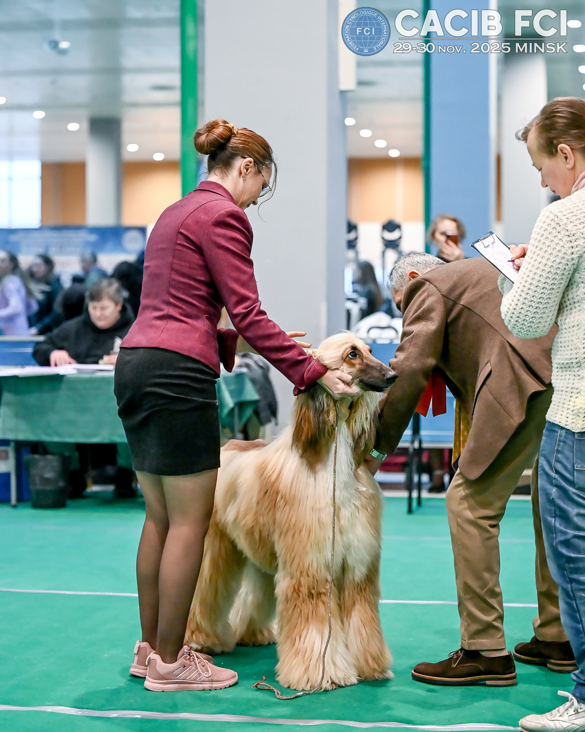 Международная выставка собак СACIB FCI 29-30.11.2025. Галерея фотографий афганской борзой