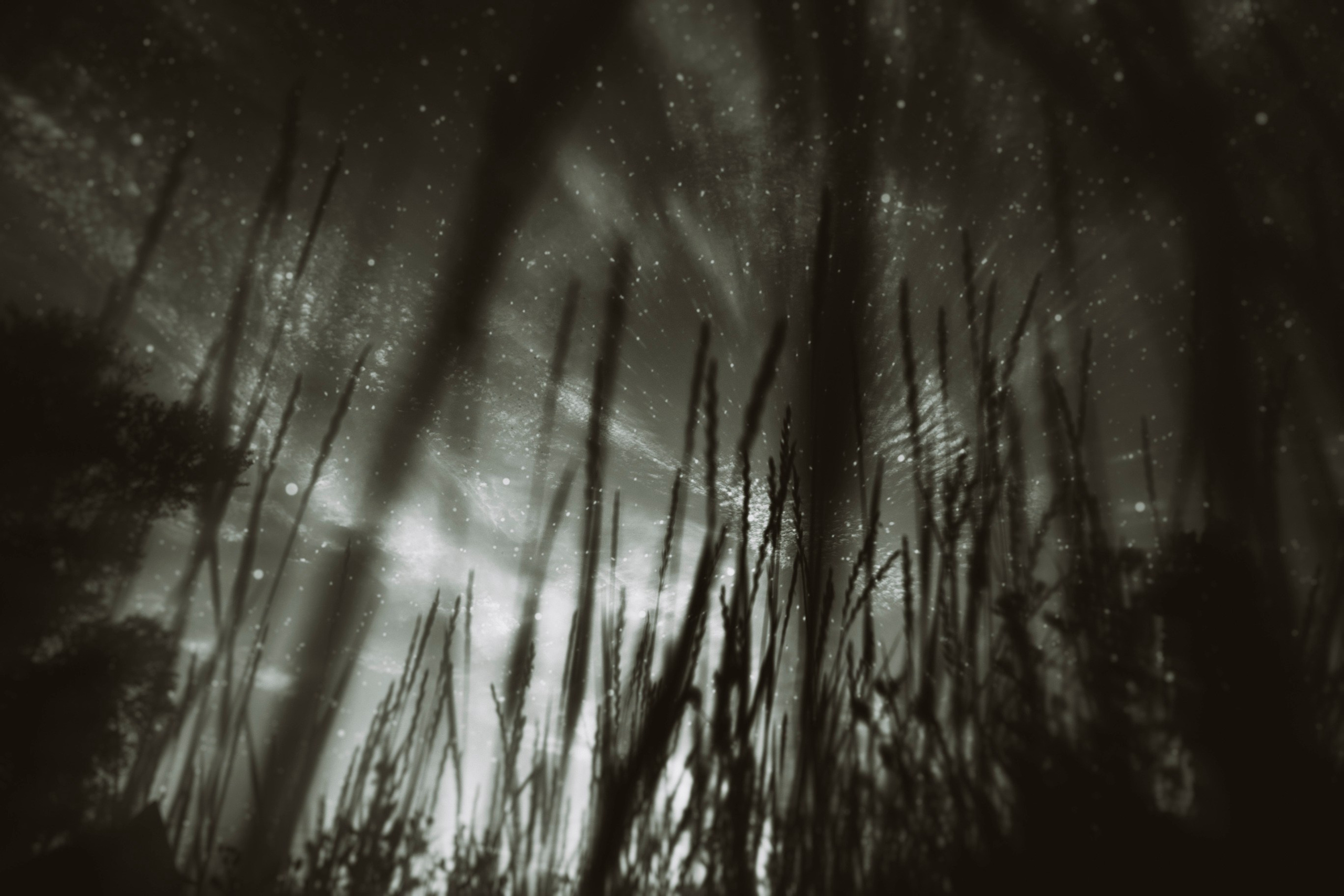 Child of the forest. Visual artist