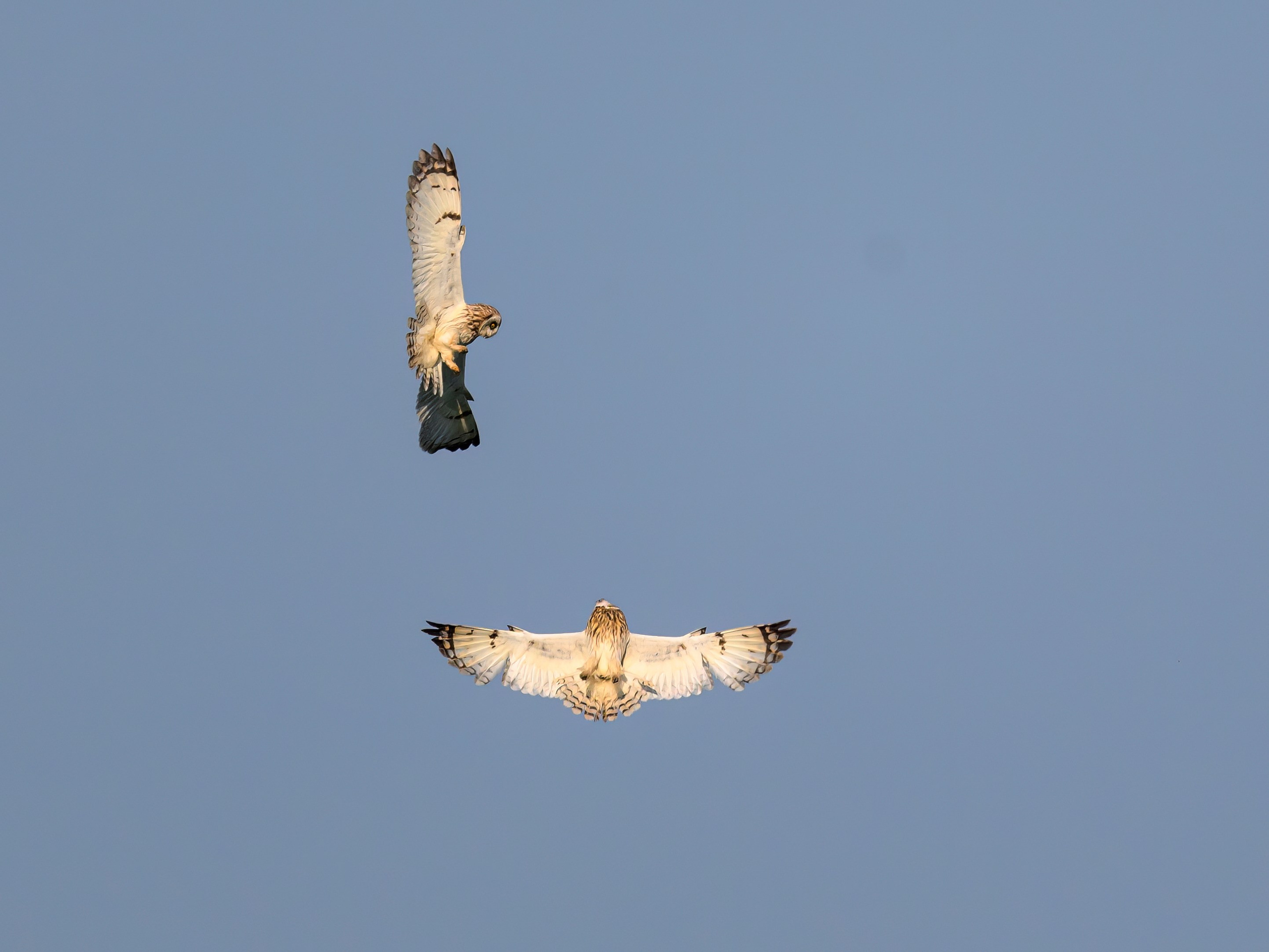 Совы делят территорию. Фотограф Сергей Пупонин