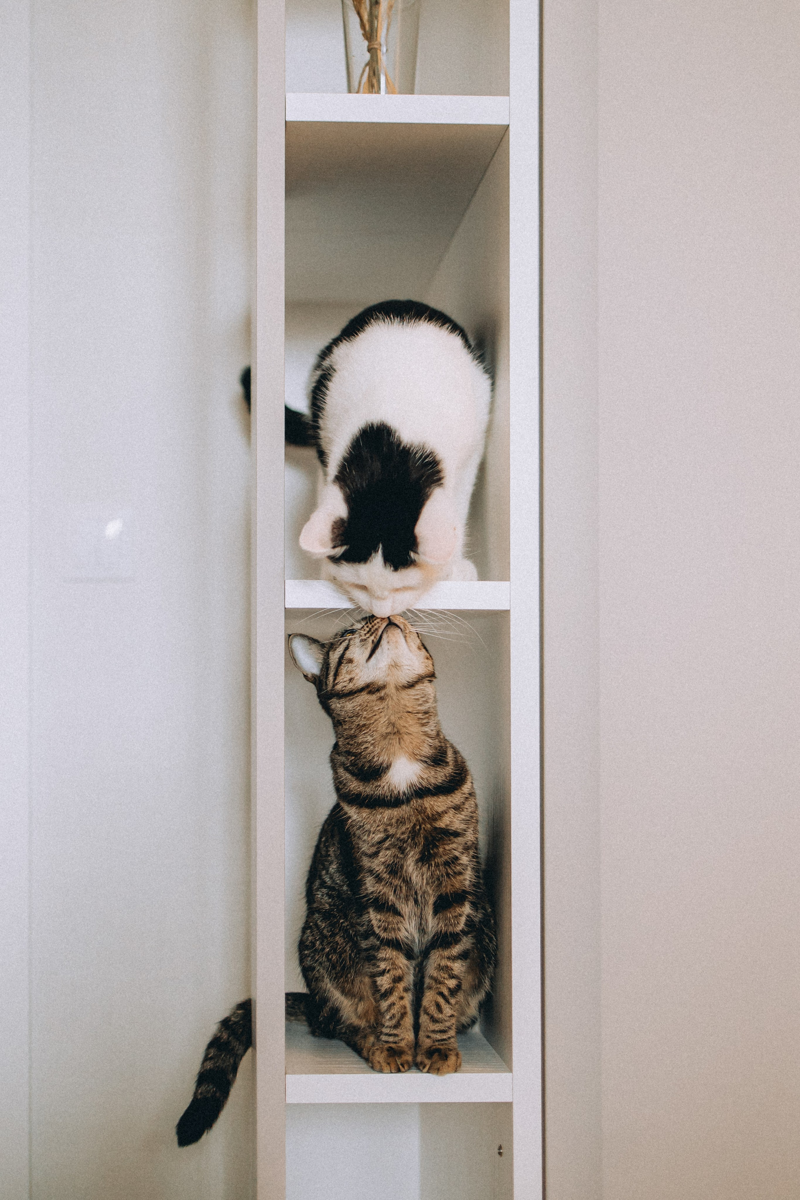 Рыся, Кепа и их семья