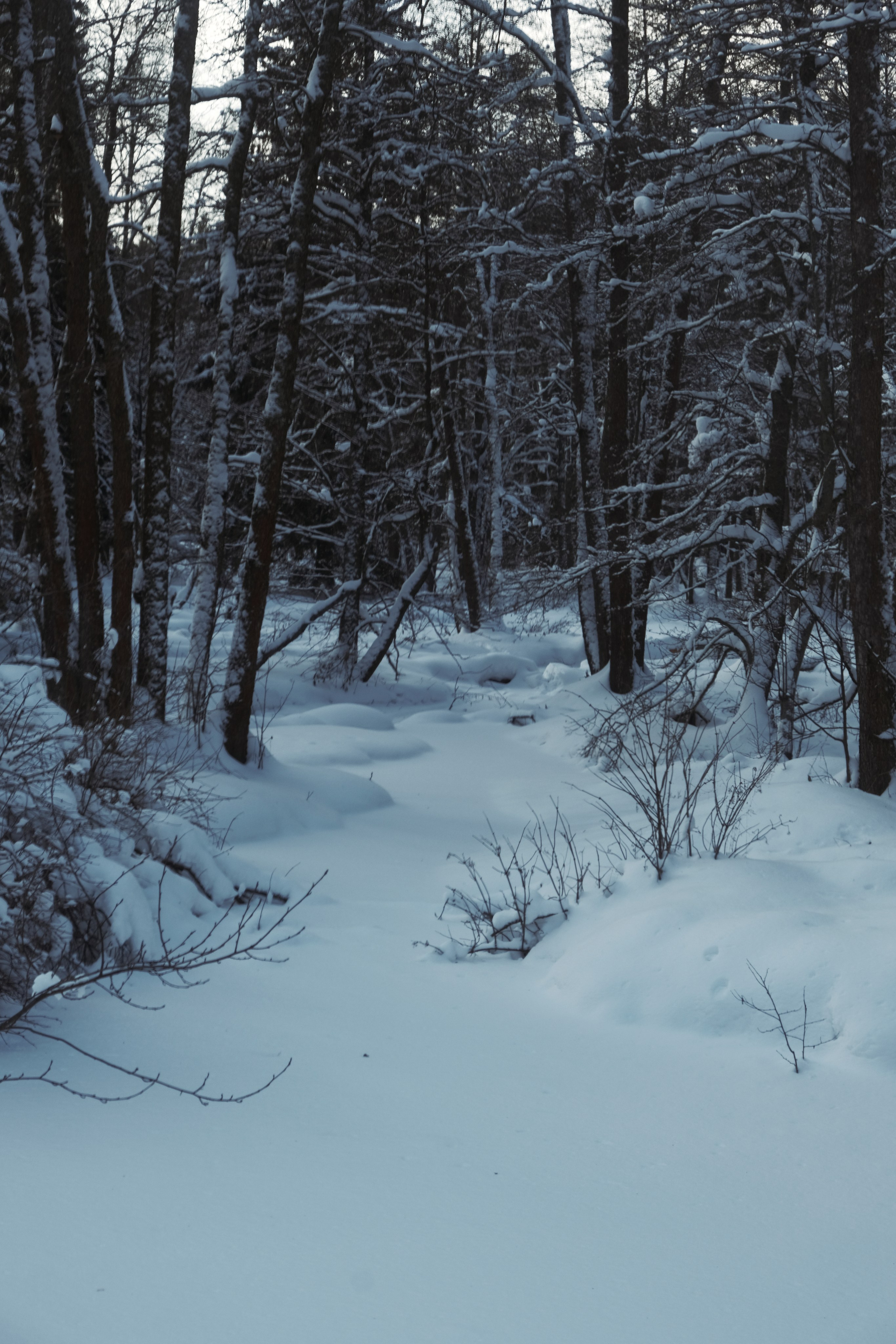 Под Москвой. Фотограф Настя Лев
