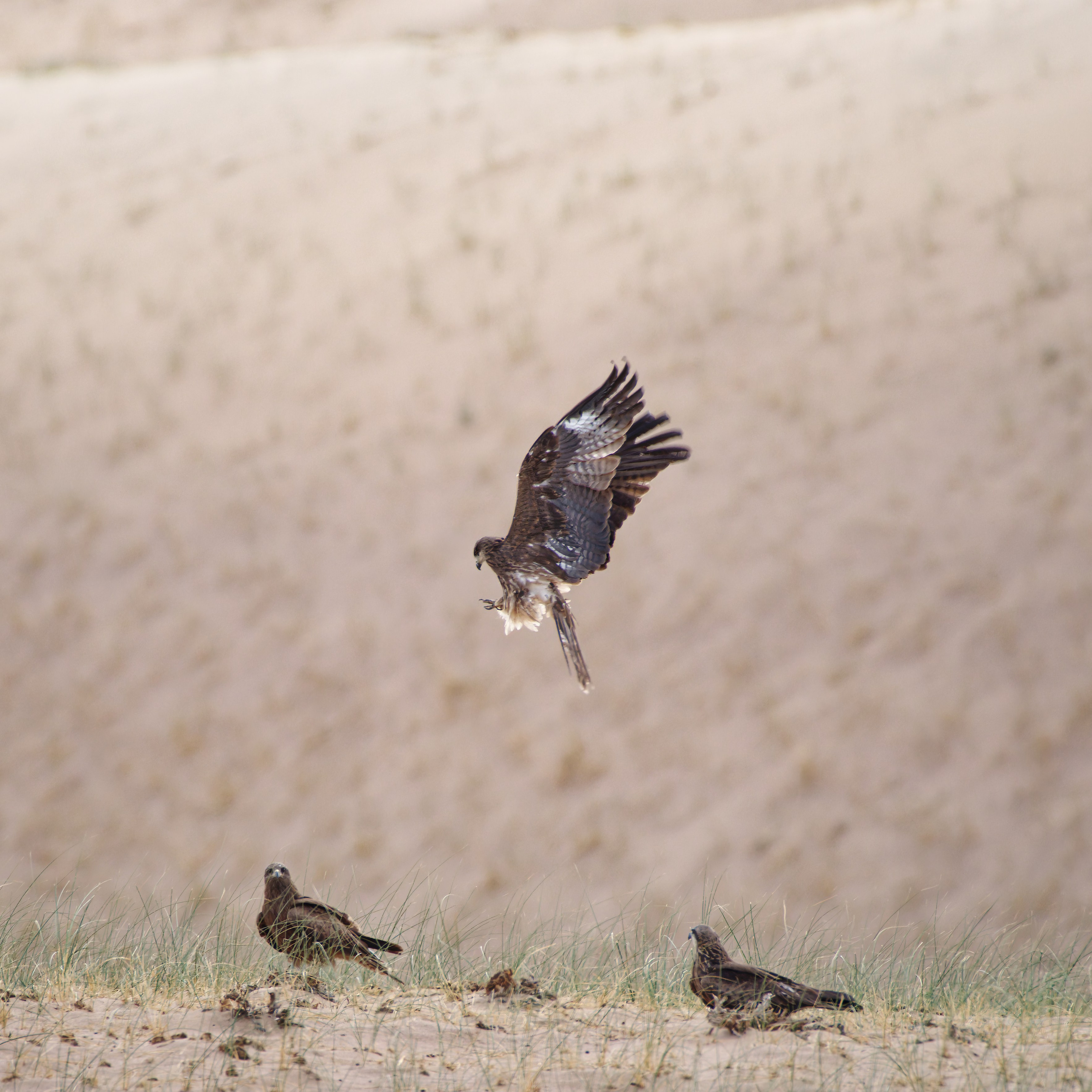 Экспедиция в Монголию (Гоби). Семоха Валерий. Фотограф