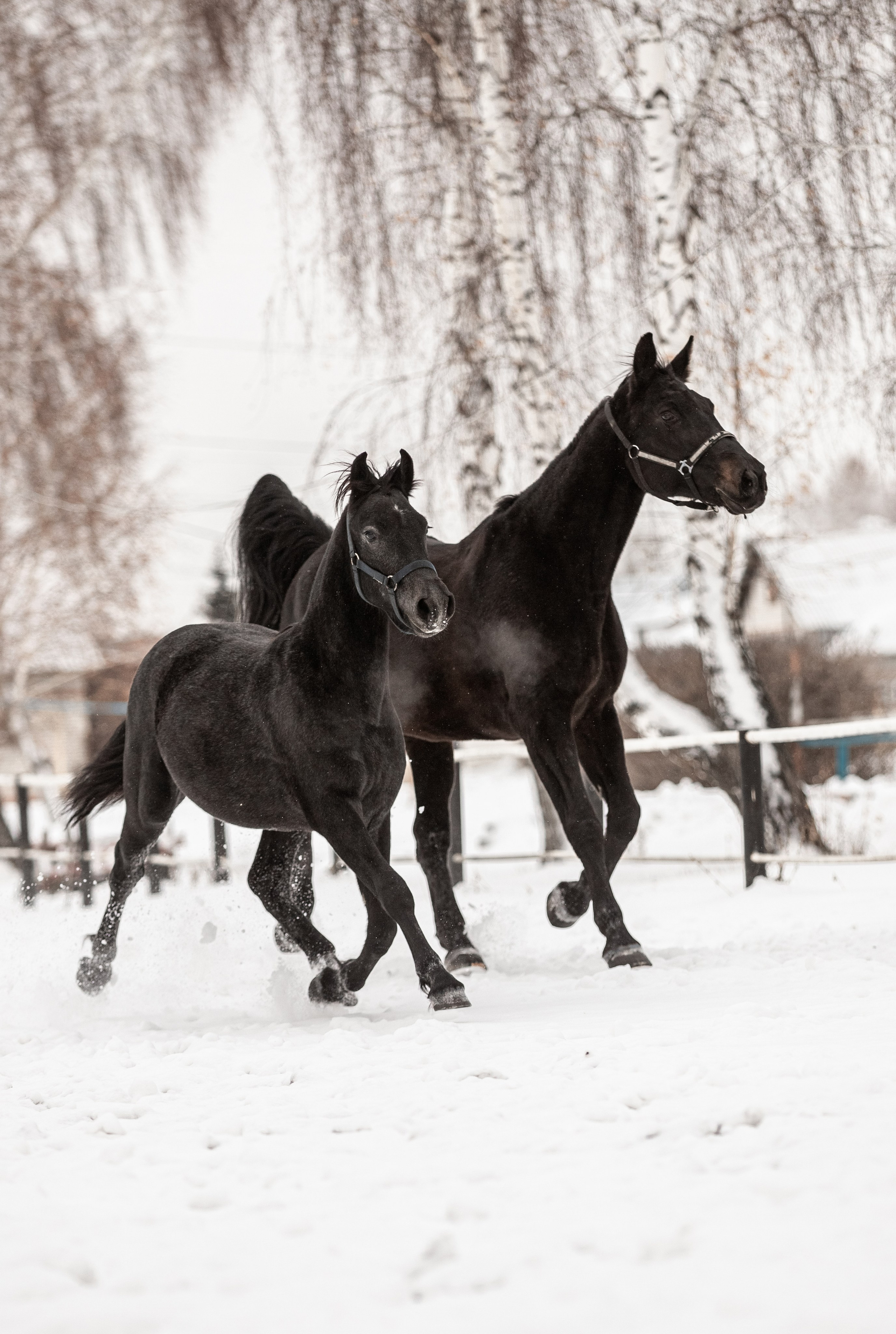 Портреты лошадей. Главная