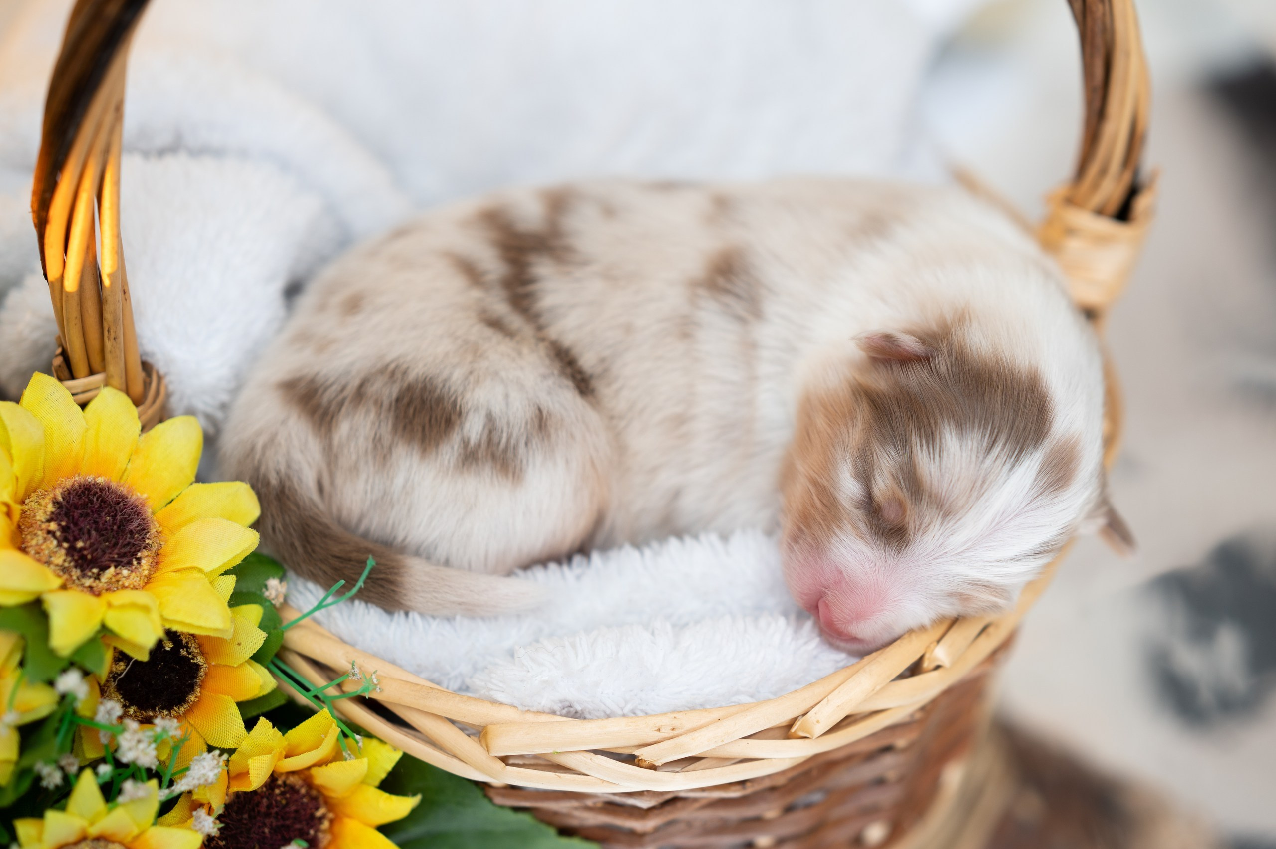 Заводчик Влада Эльман. Творческий фотограф Вологда