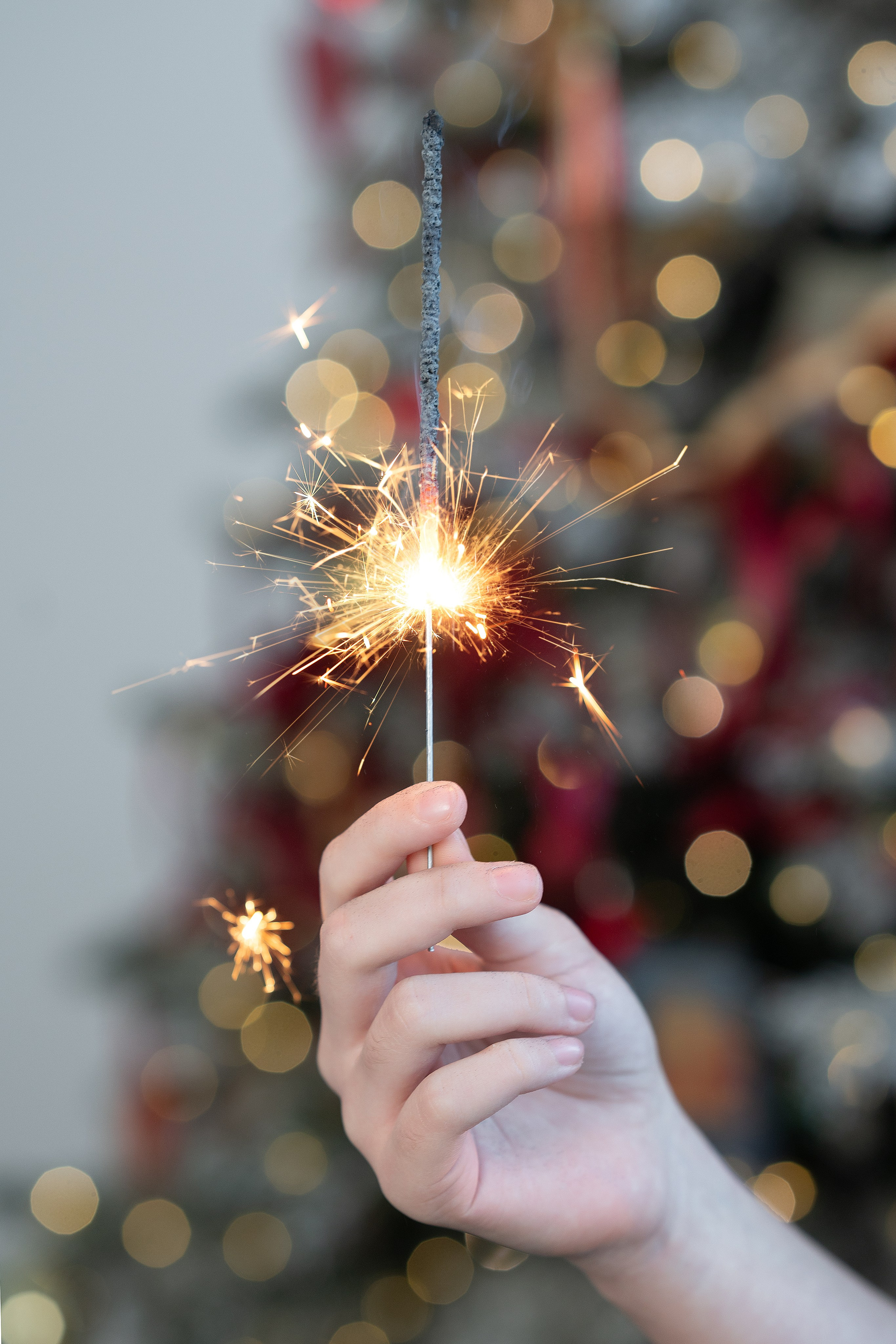 Фотодень с Австралийской овчаркой. Творческий фотограф Вологда