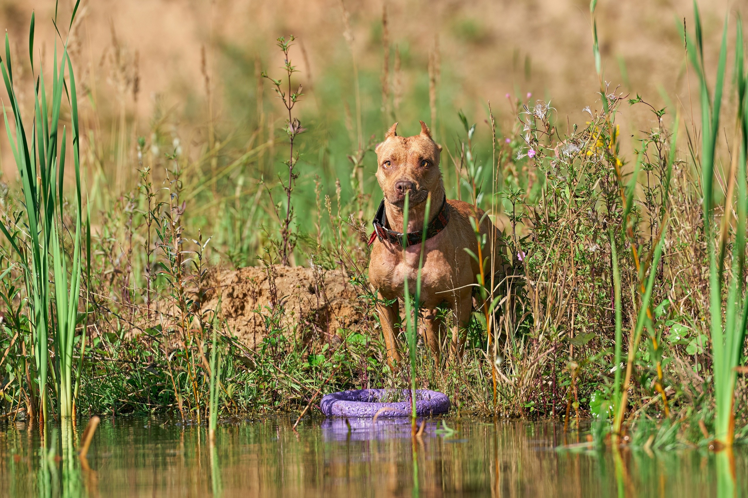 Фотосессии. Фотограф-анималист Михаил Манухин