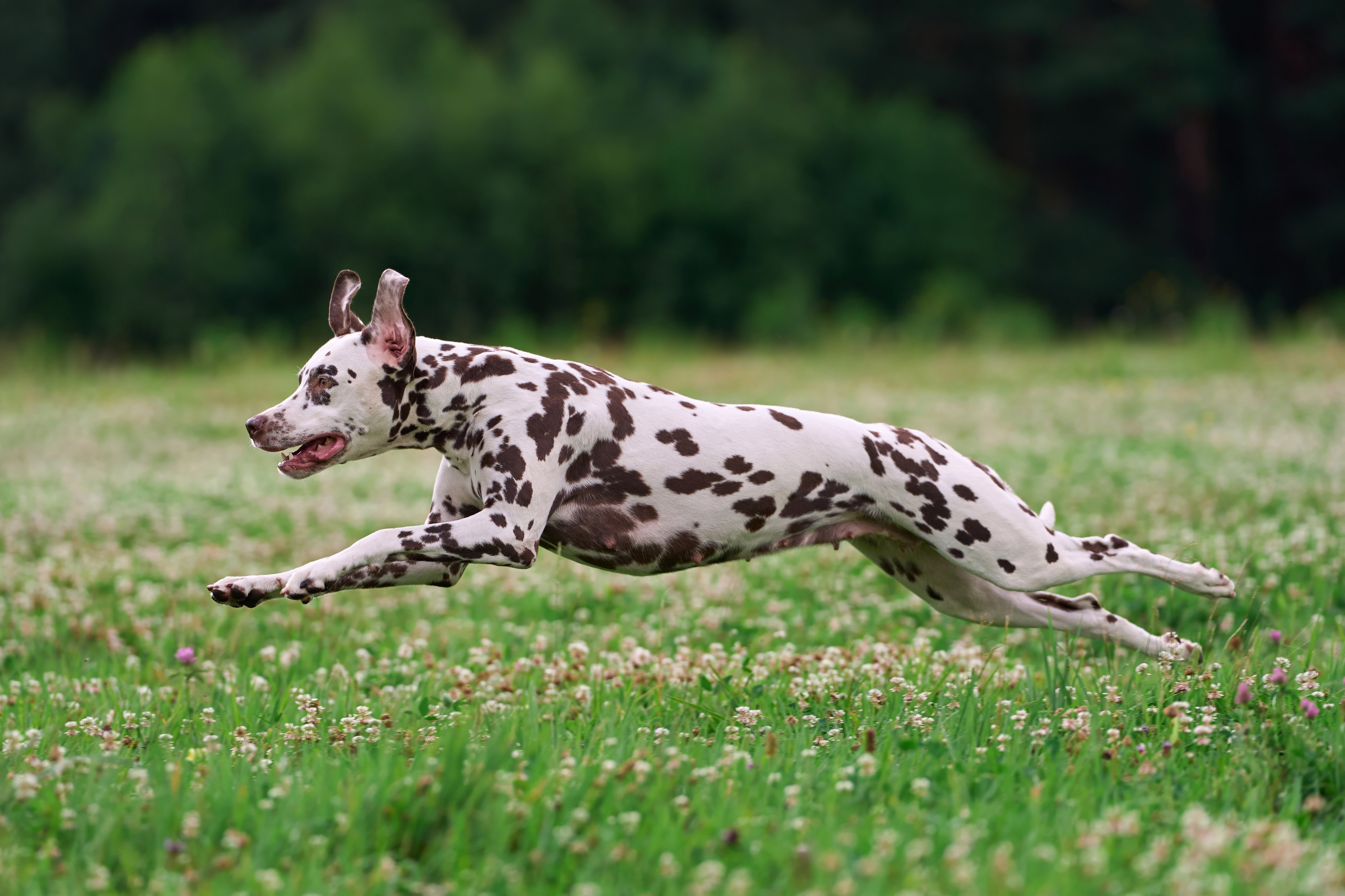 Тренировка по курсингу в Донино. Фотограф-анималист Михаил Манухин