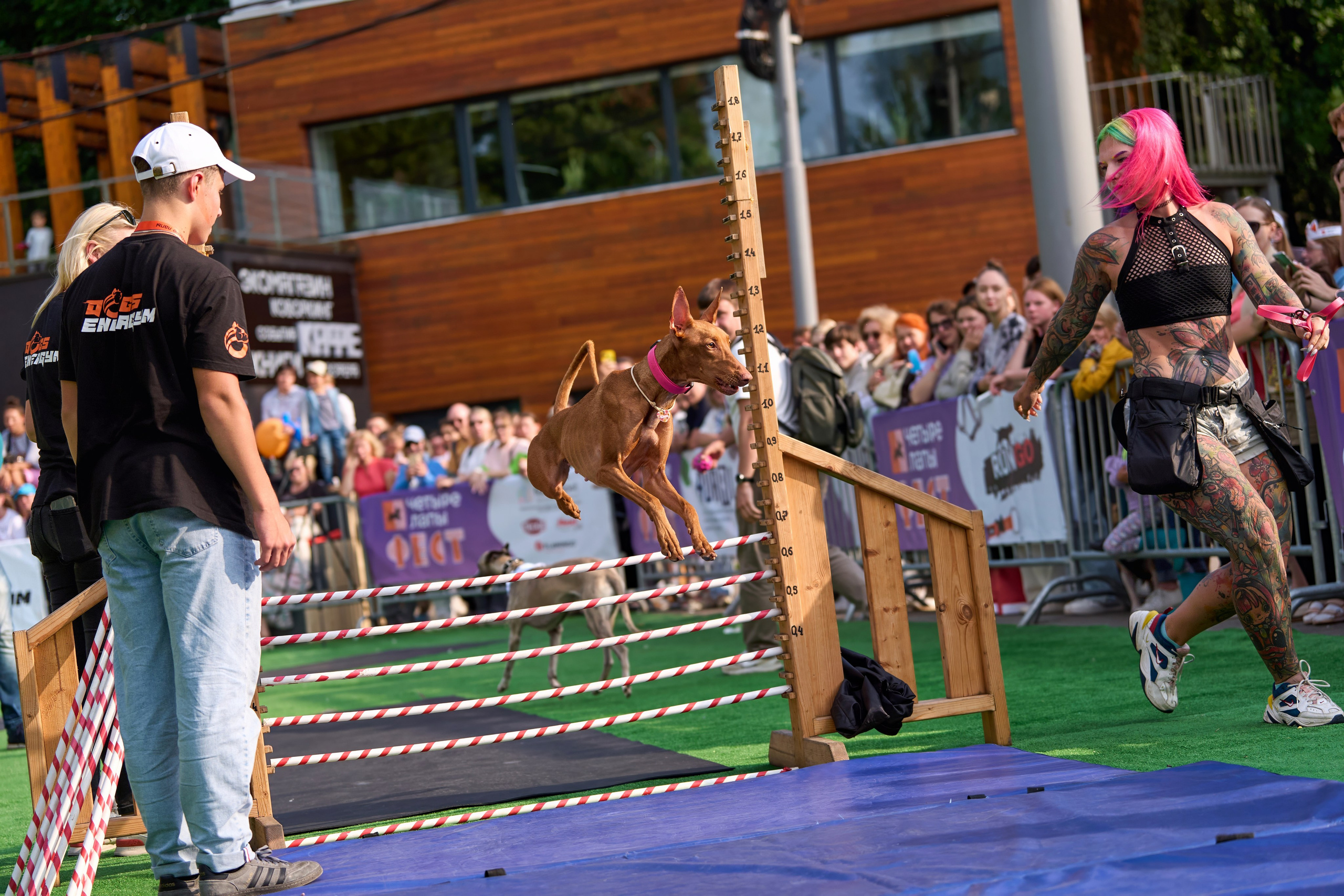 4 лапы Фест. Многоборье. Фотограф-анималист Михаил Манухин