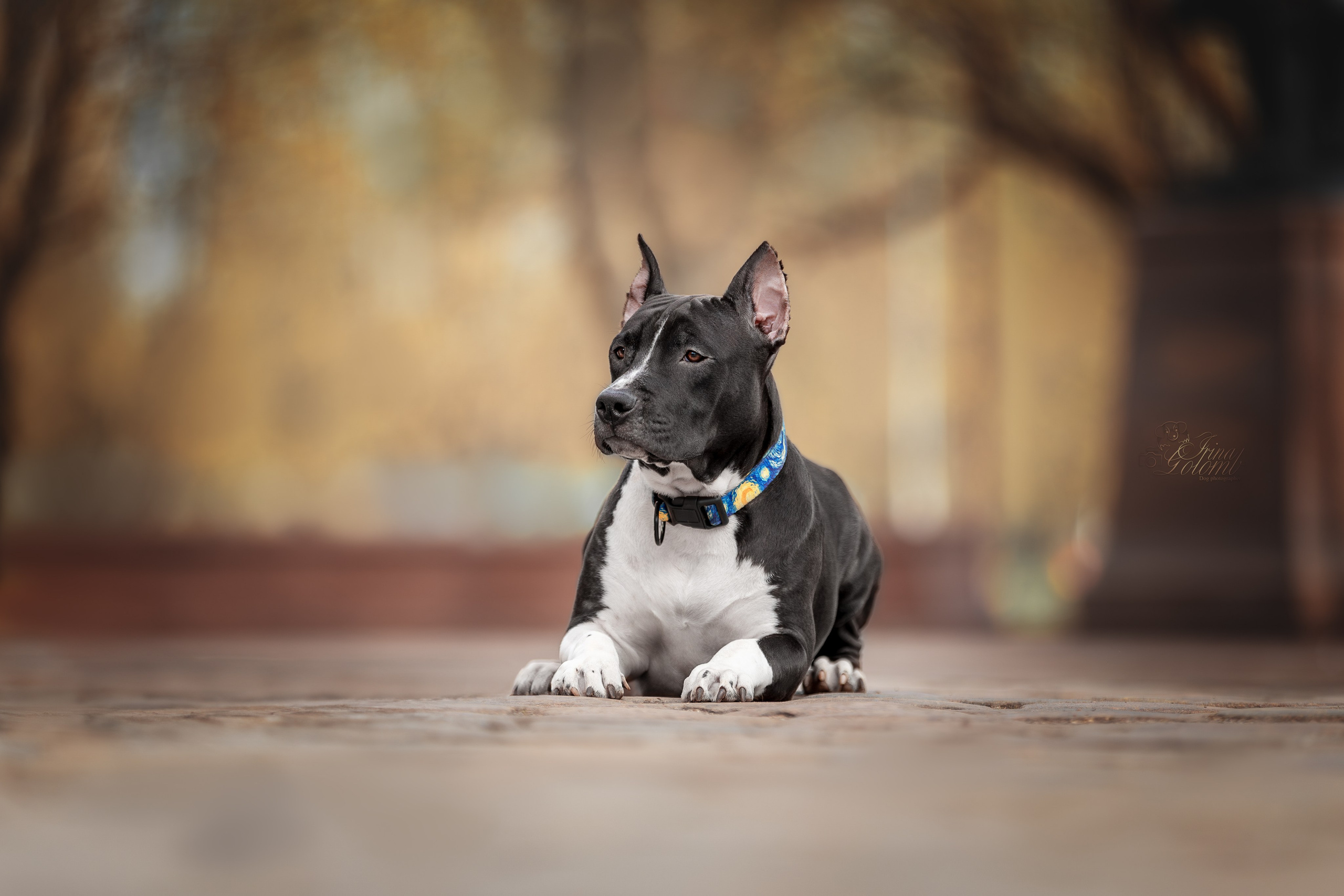 Афина и Мора, Стаффорды. Ирина Голомб|Фотограф-анималист в  Сочи и Калининграде