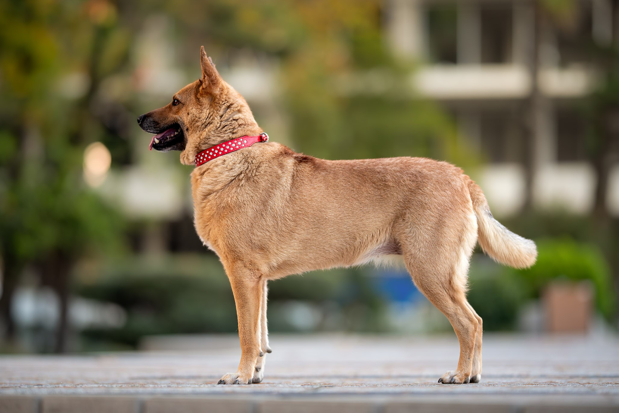 Кураторские питомцы с Пластунки. Ирина Голомб|Фотограф-анималист в  Сочи и Калининграде