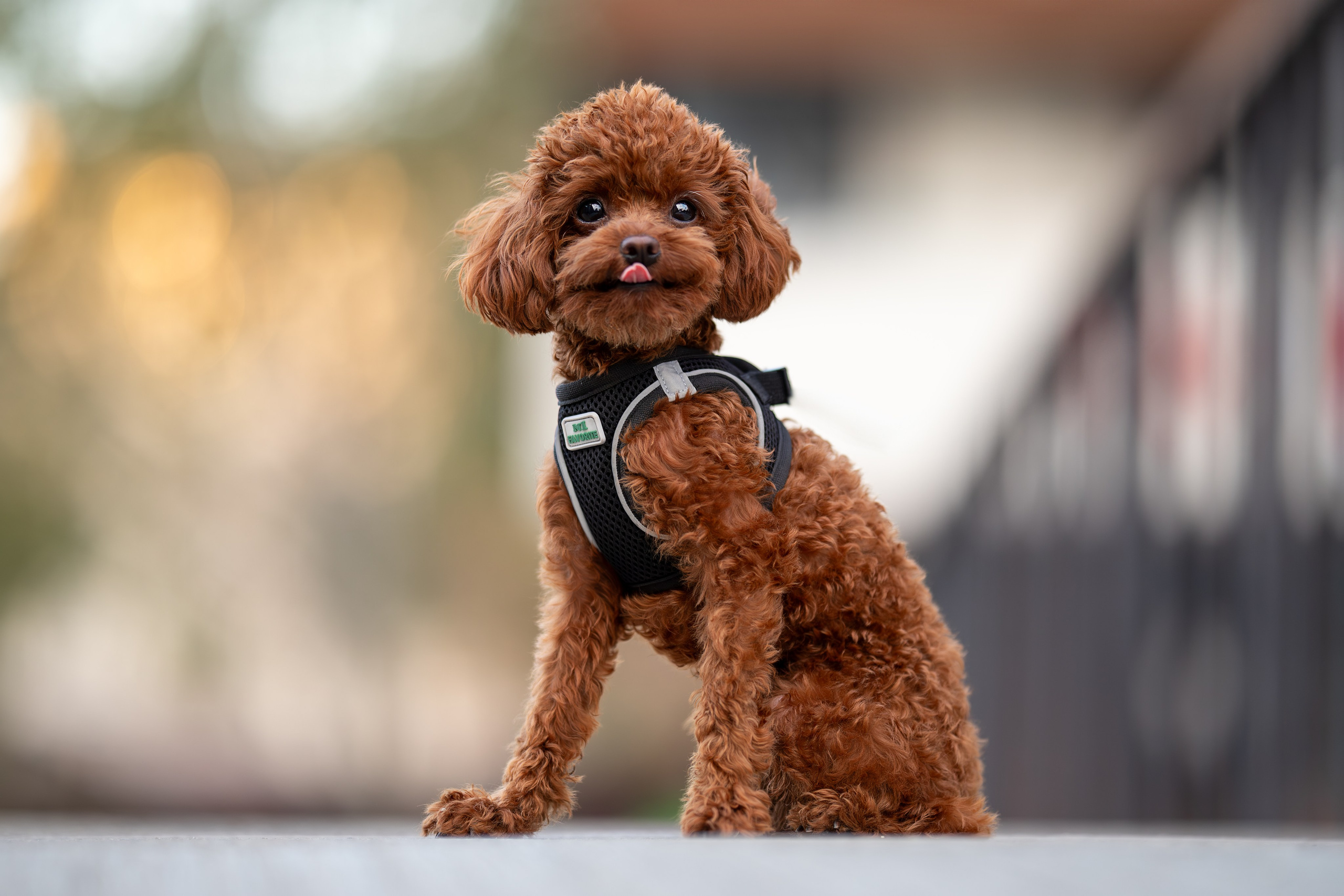 Марик, тикап-пудель. Ирина Голомб|Фотограф-анималист в  Сочи и Калининграде