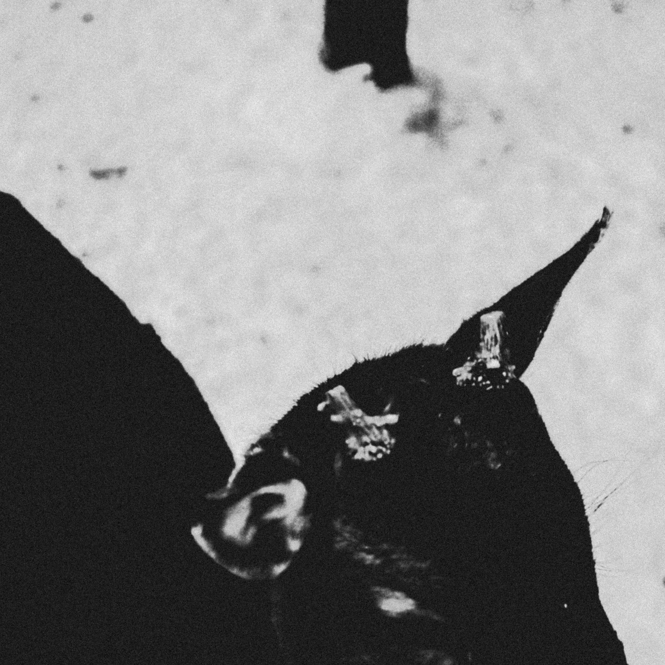 Alpaca park. Фотограф/дизайнер в Екатеринбурге Хитрый Дмитрий