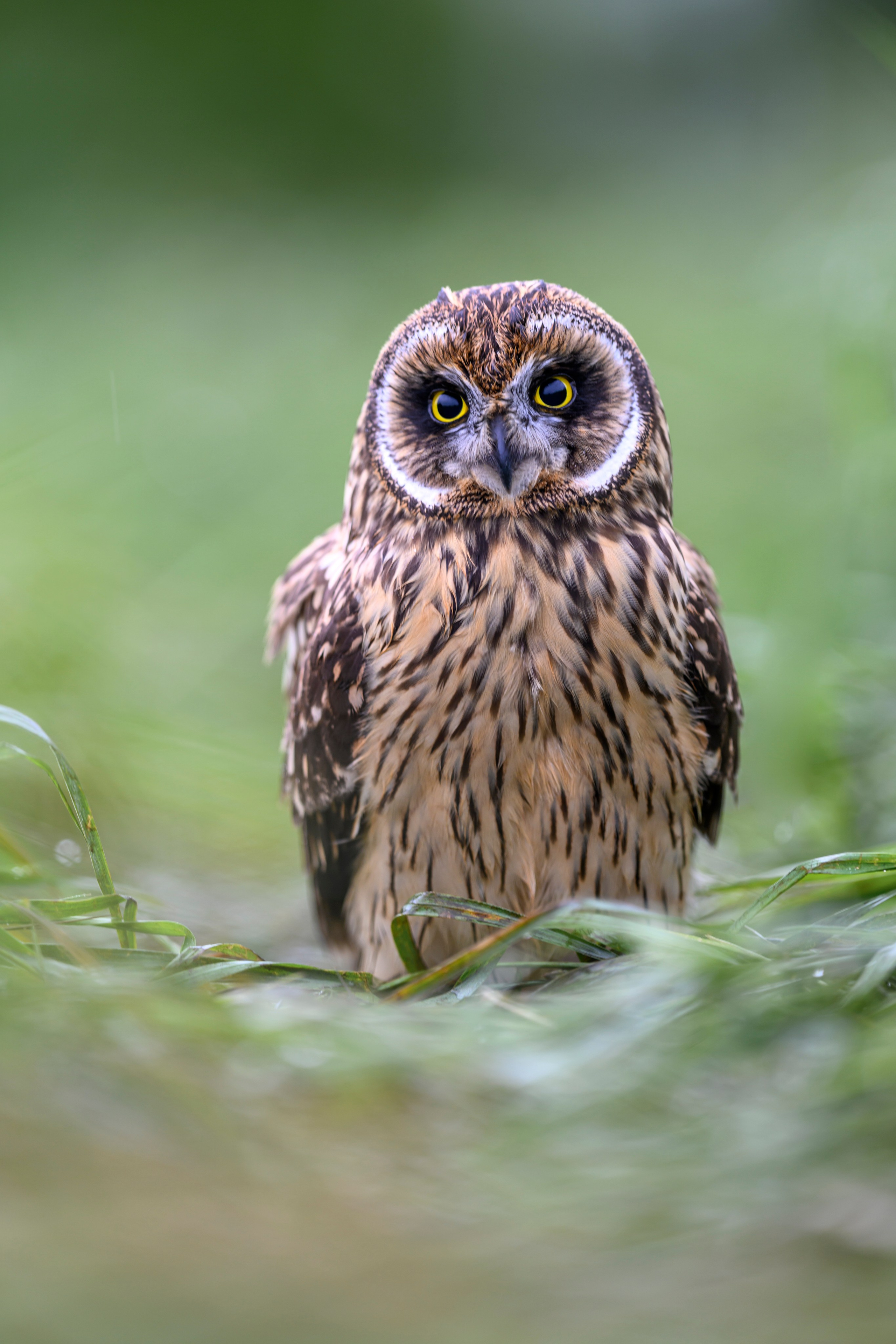 Совенок на ширик | Owlet with wide lens. Фотограф Сергей Пупонин