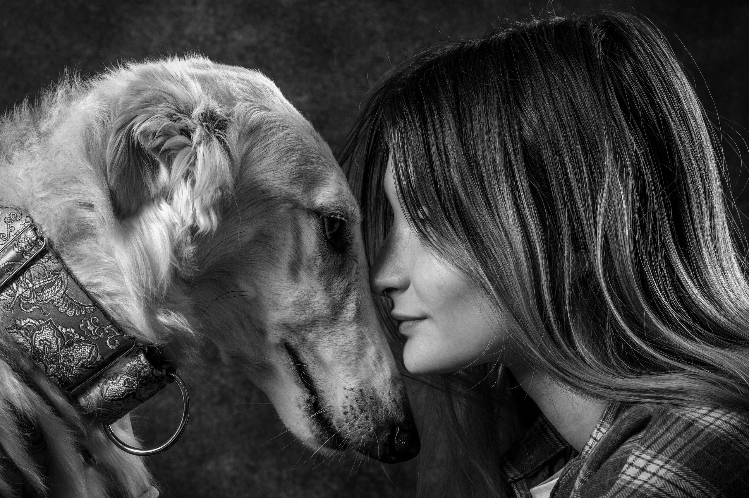 Анималистика, фото животных,  фотосессия для животных, русская борзая, фотограф новосибирск