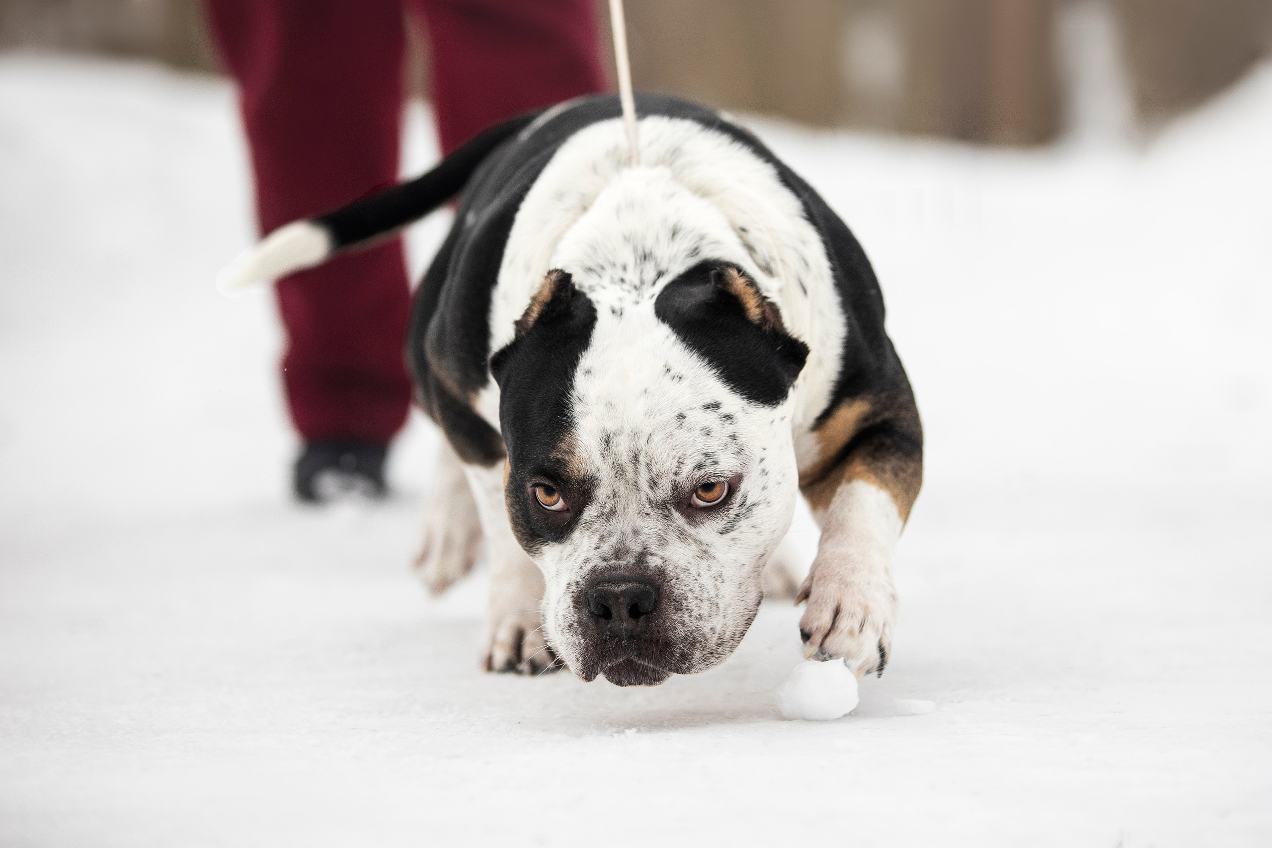 Американские булли. Фотограф анималист в Москве Майорова Евгения