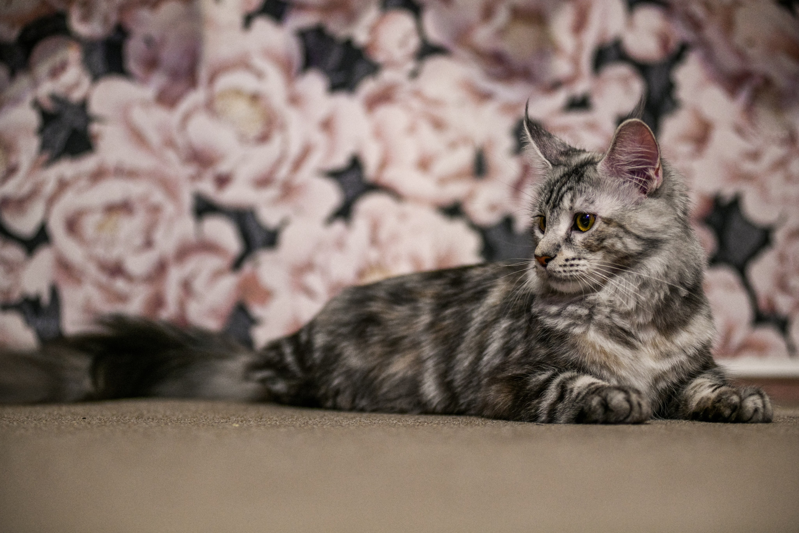 «Белка» — проба на tilt-shift 24 мм. Роман Свободный — интерьерная и архитектурная съёмка, Москва и МО