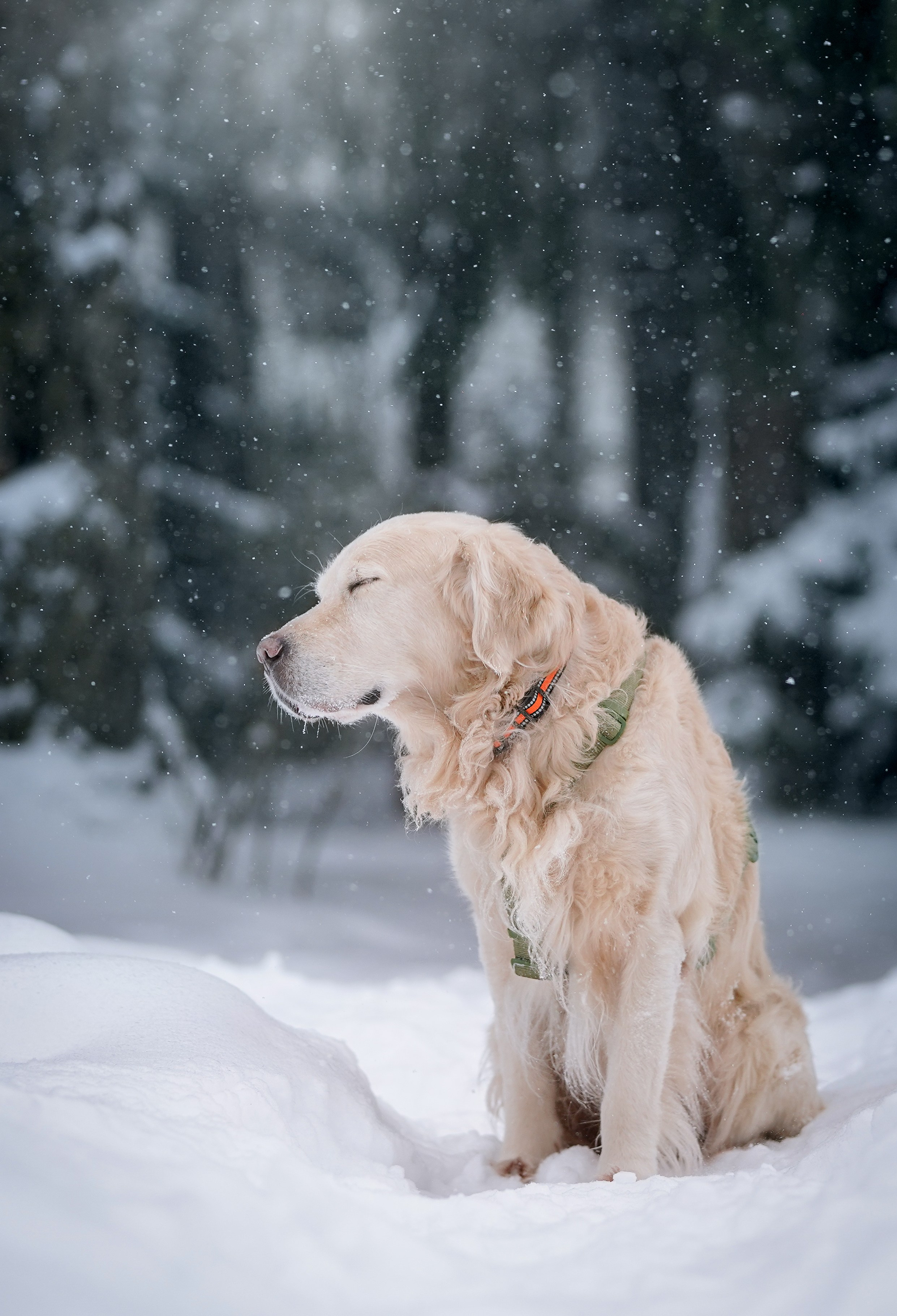Настя и Арчи. Фотограф-анималист в Санкт-Петербурге Яна Мартынова
