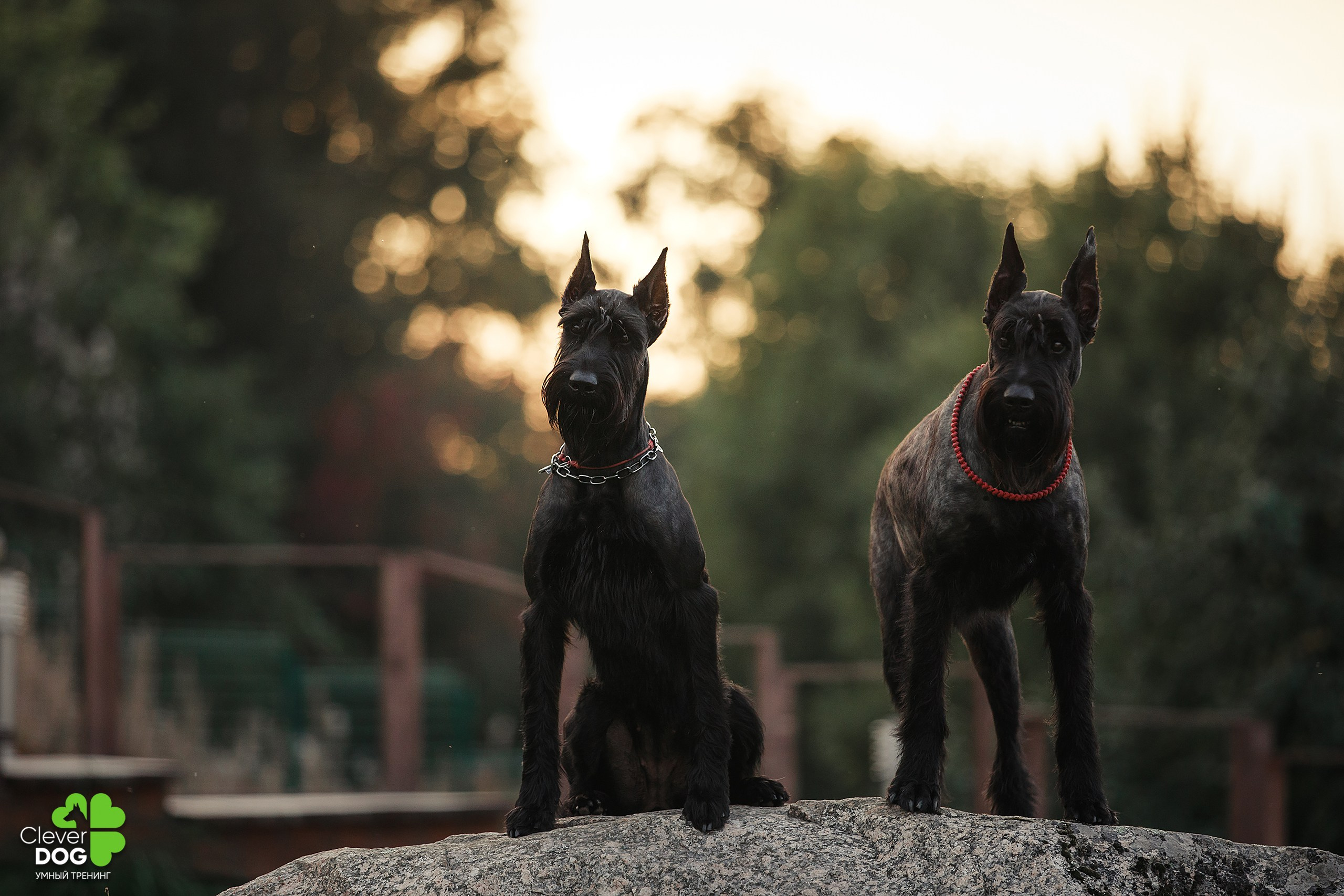 Кинологический лагерь CleverDog, 2024. Фотограф-анималист Mary Mart — Москва, Питер