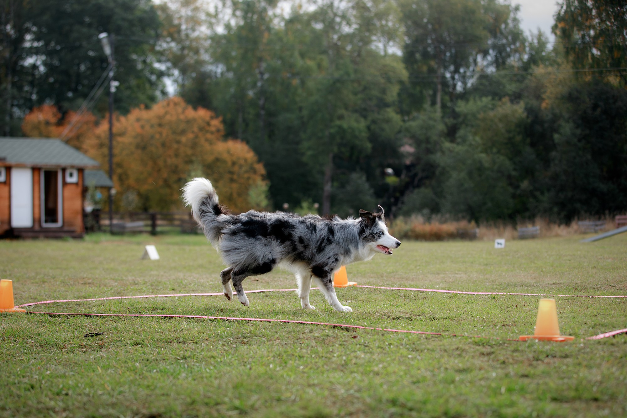 Лагерь по ОБД с Инной Баженовой. Фотограф-анималист Mary Mart — Москва, Питер