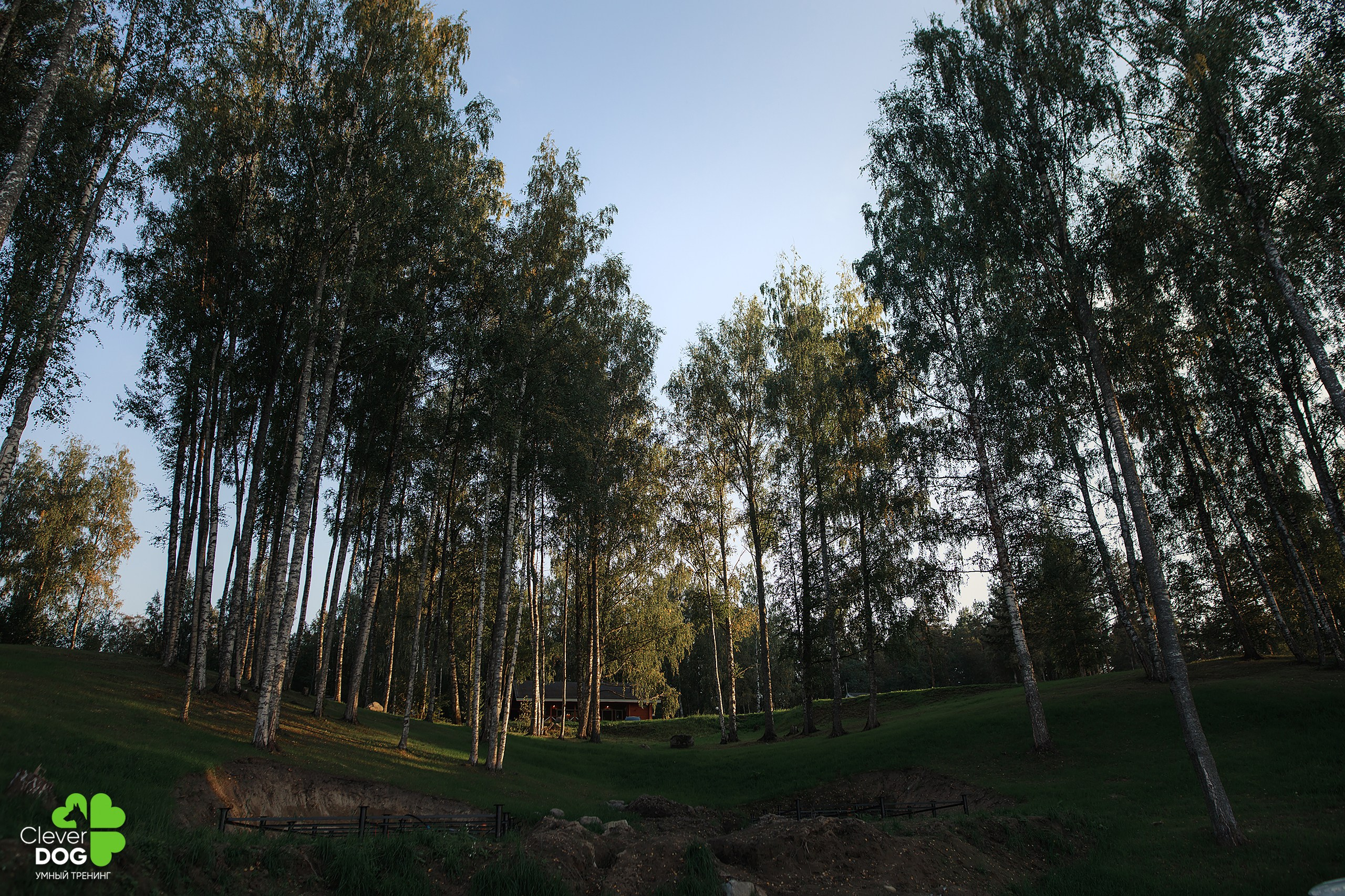 Кинологический лагерь CleverDog, 2024. Фотограф-анималист Mary Mart — Москва, Питер