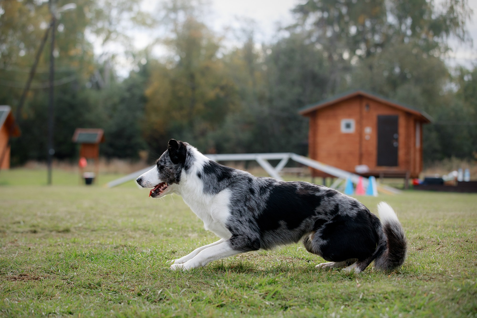 Лагерь по ОБД с Инной Баженовой. Фотограф-анималист Mary Mart — Москва, Питер
