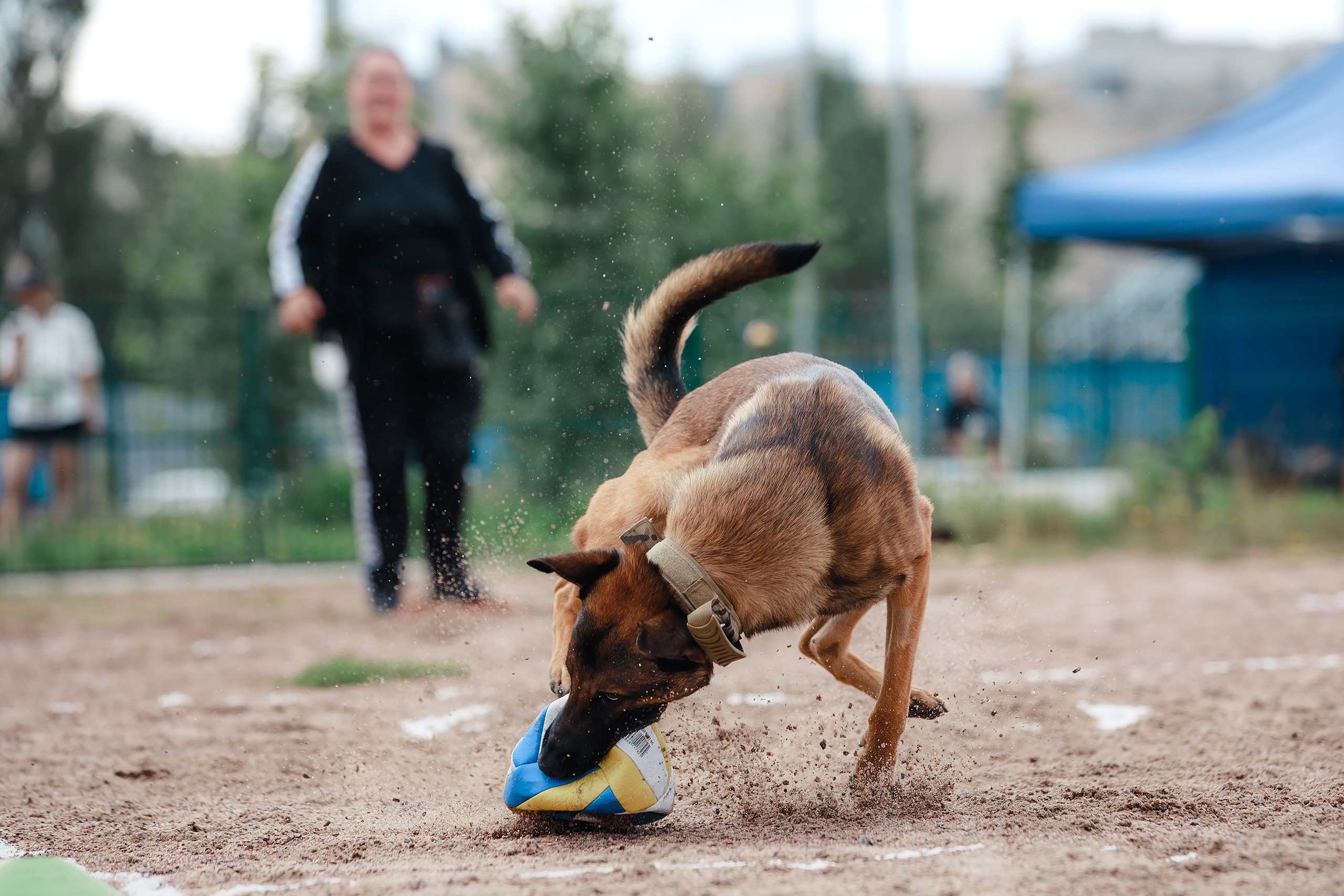 Питч&Гоу + веселые старты. Фотограф-анималист Mary Mart — Москва, Питер