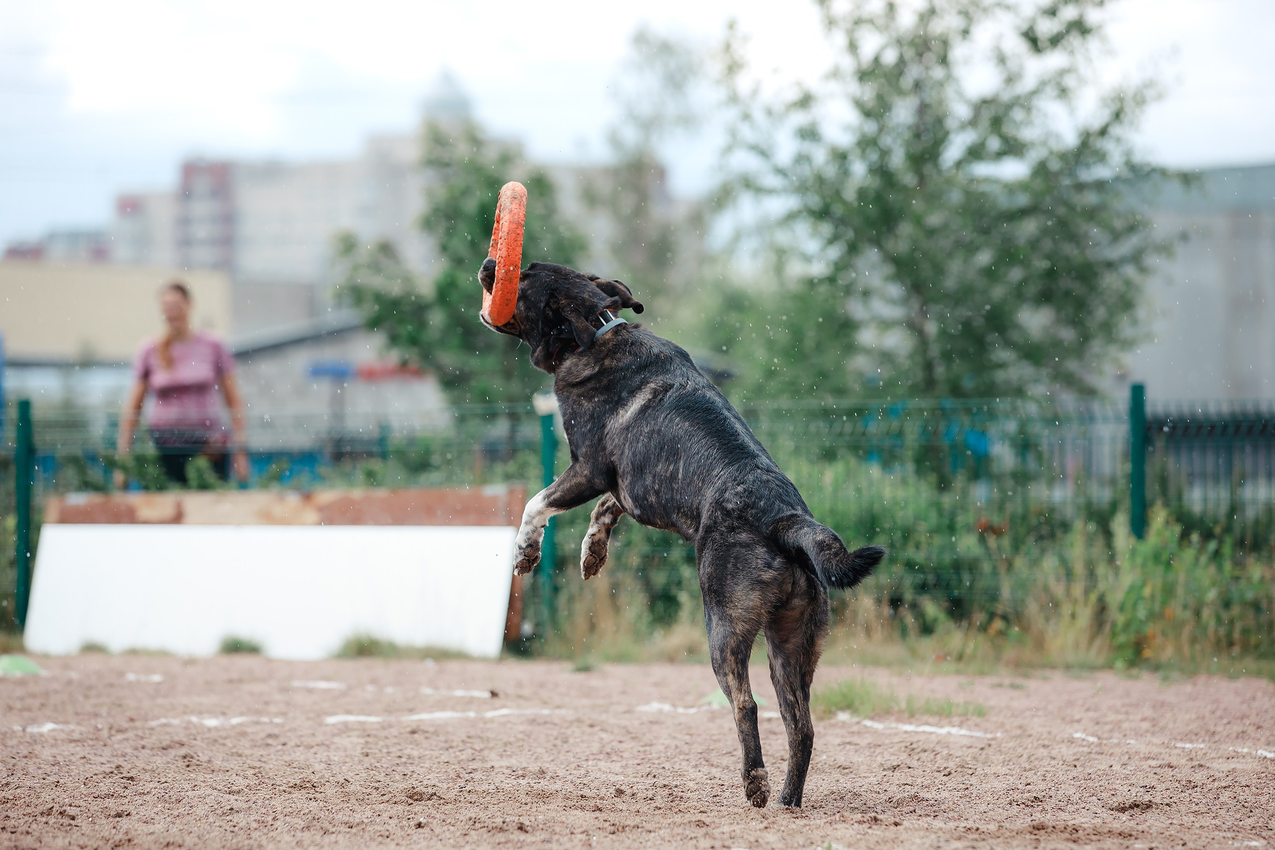 Питч&Гоу + веселые старты. Фотограф-анималист Mary Mart — Москва, Питер