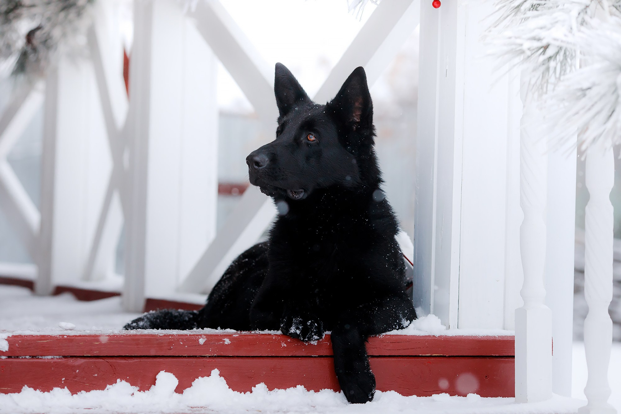 Зимние портреты. Фотограф-анималист Mary Mart — Москва, Питер