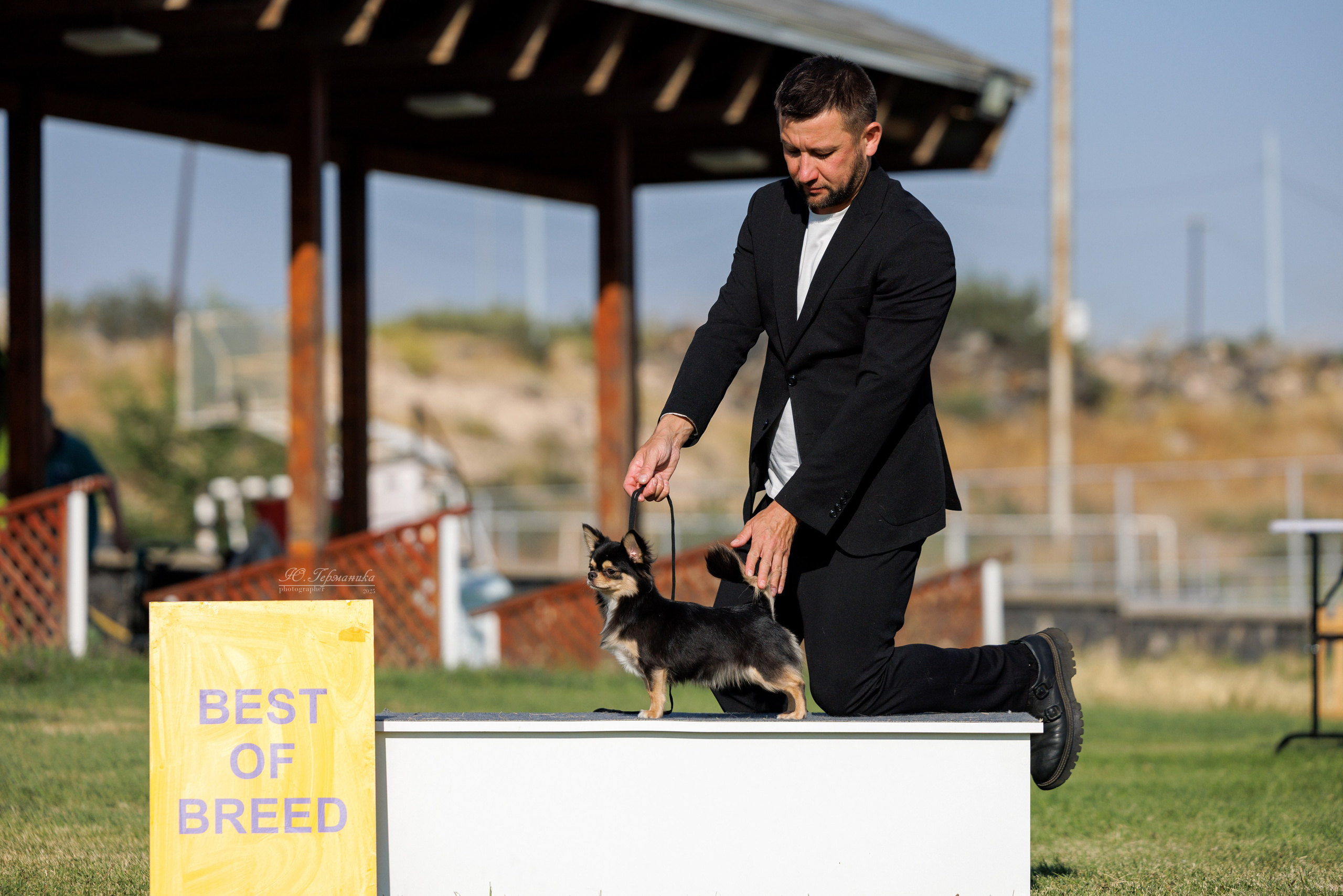 Ереван 3хCACIB 23-25.06.2025. Фотограф-анималист Юлия Германика