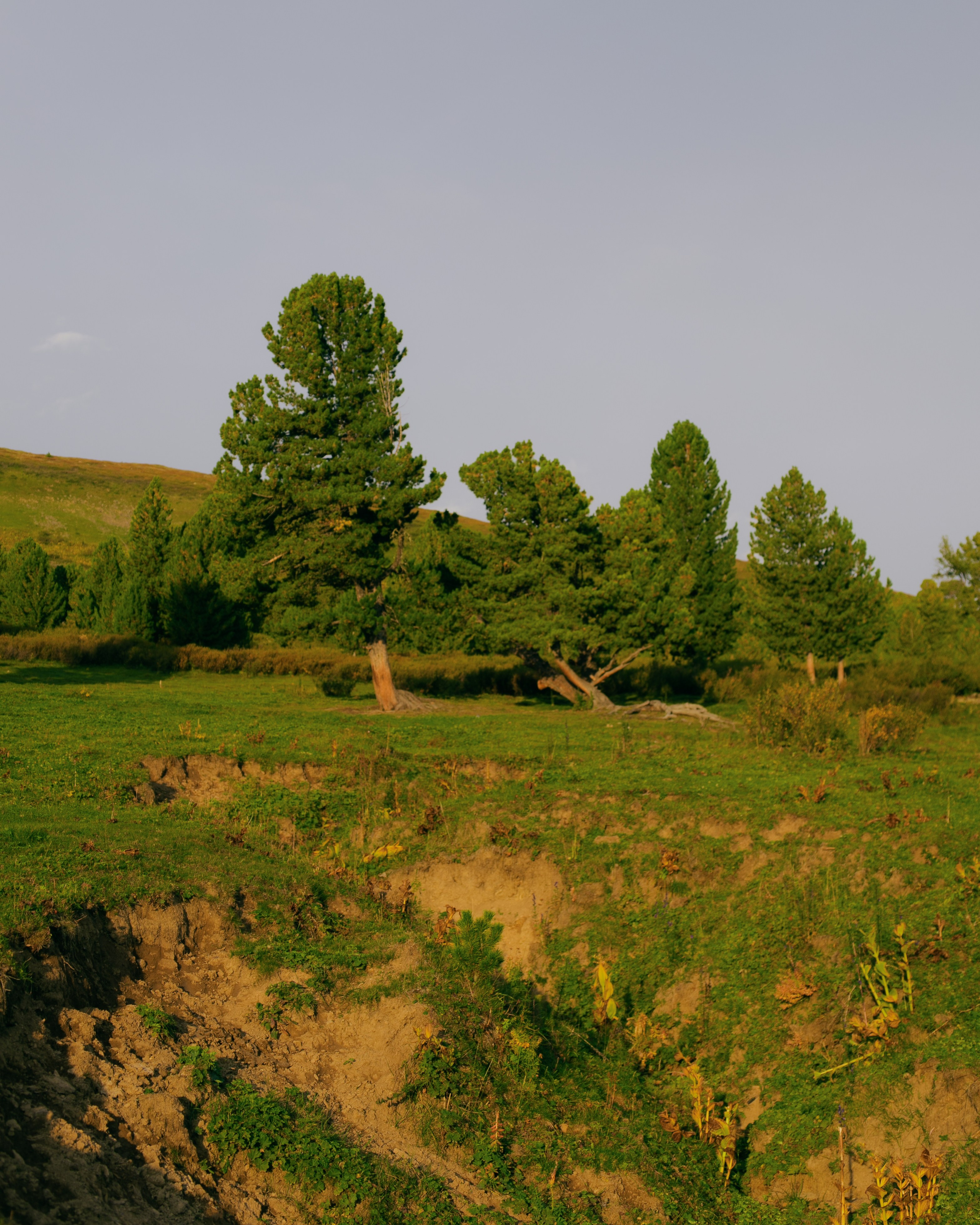 Шавлинские. Главная