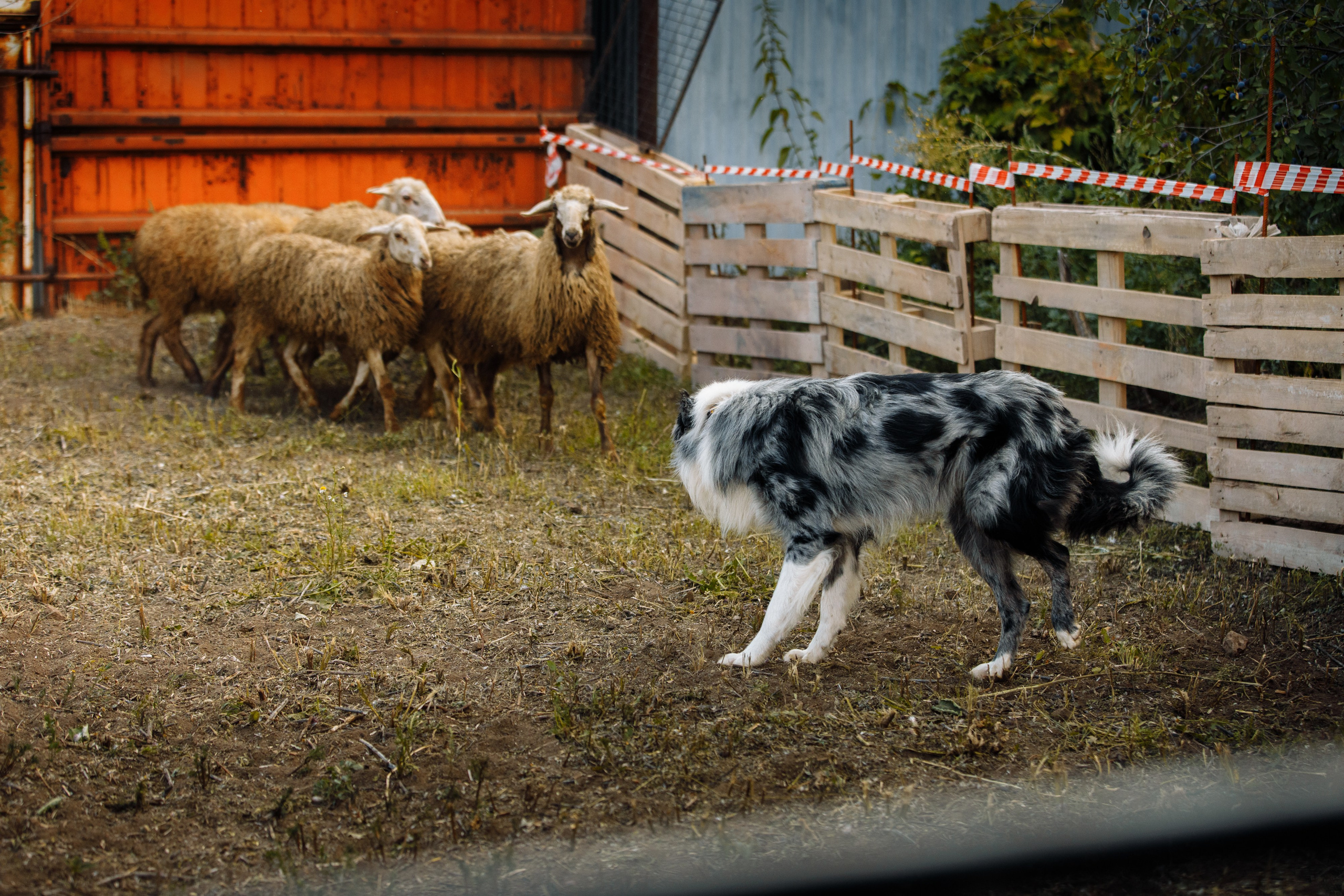 Овечий день. О нас