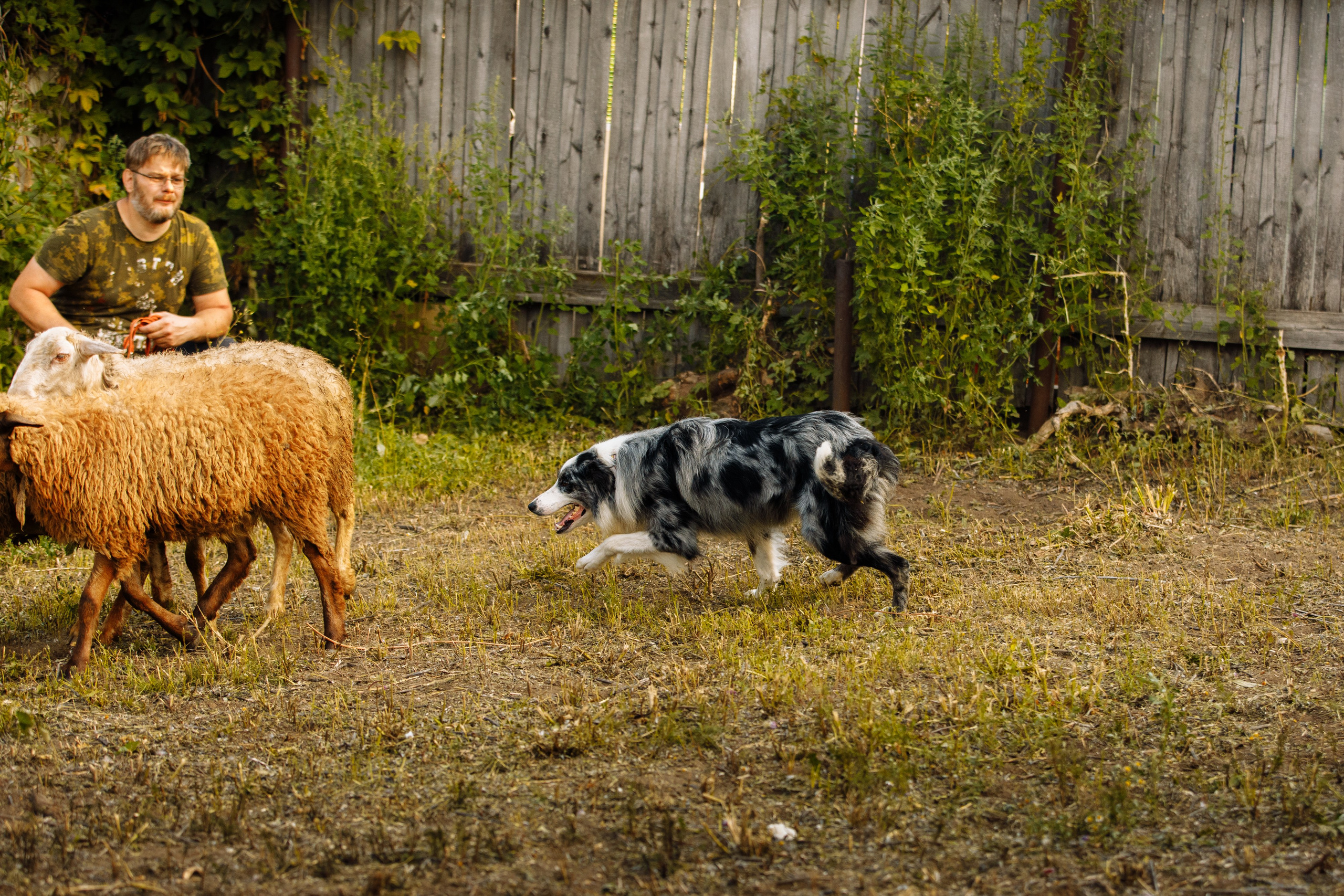 Овечий день. О нас