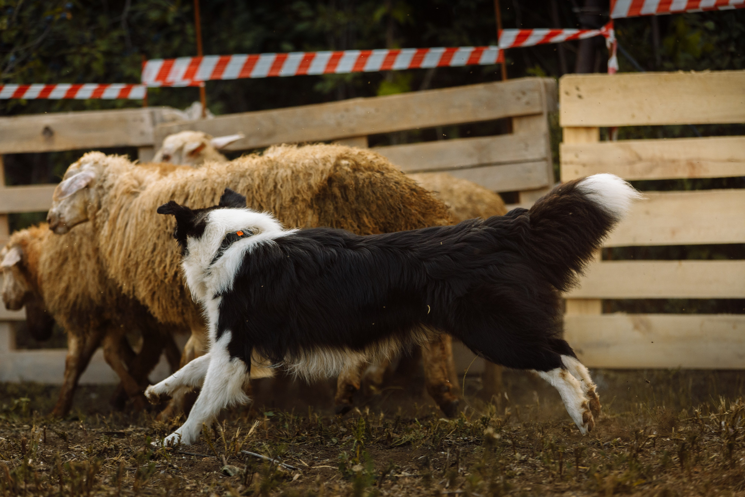 Овечий день. О нас