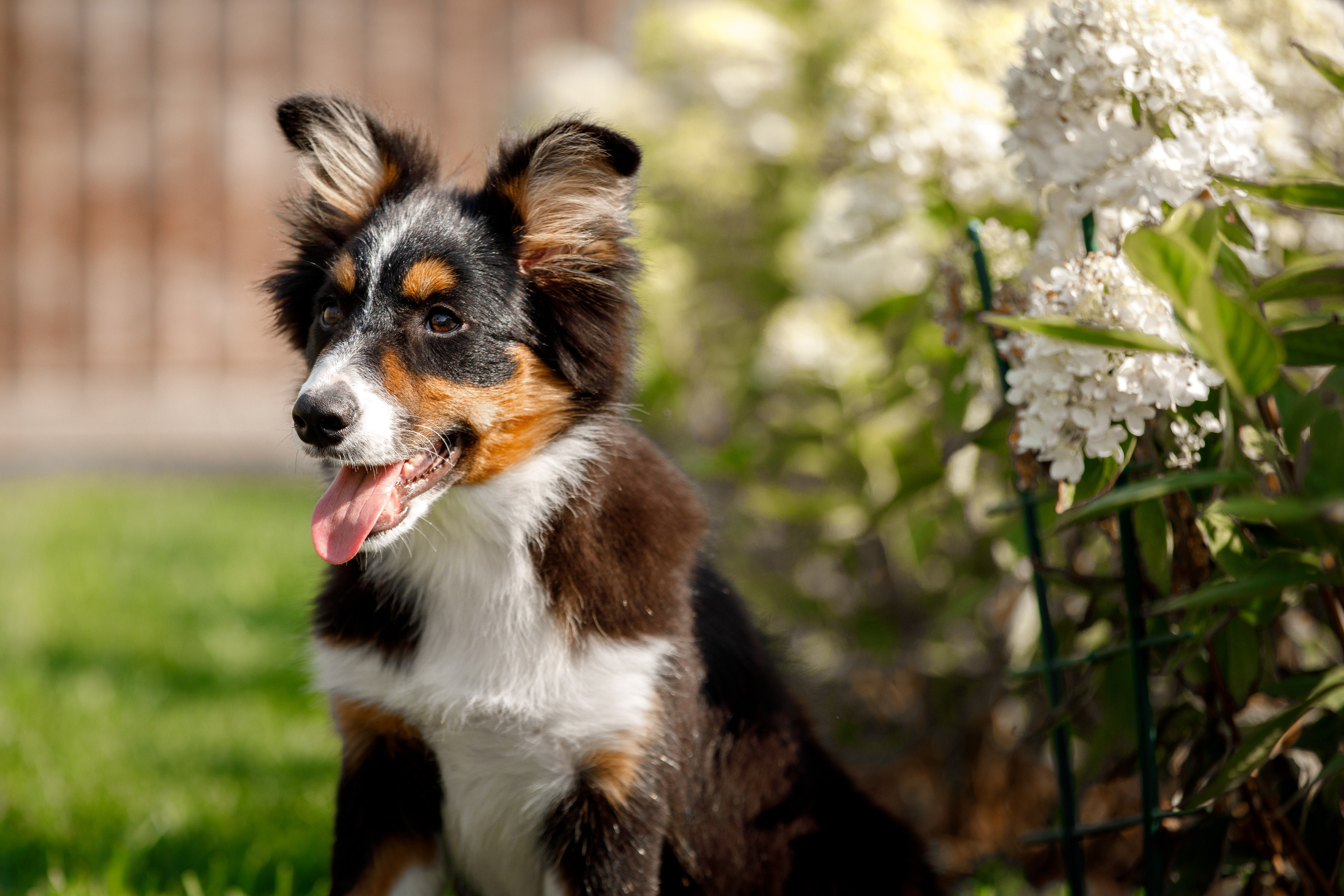 Смешарики. О нас