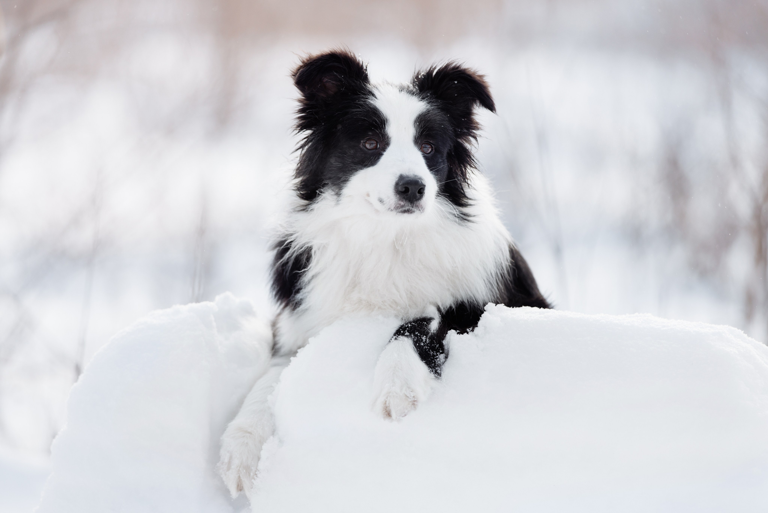 Яркий январь. О нас