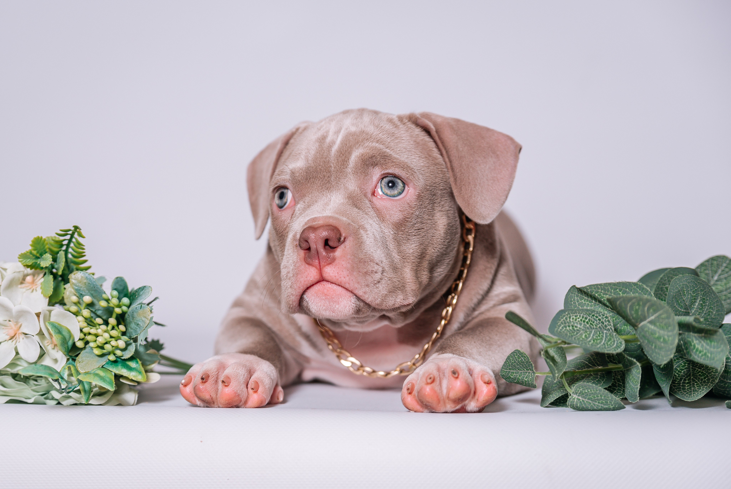 Ам. Булли щенки домашние фотосесии. Главная