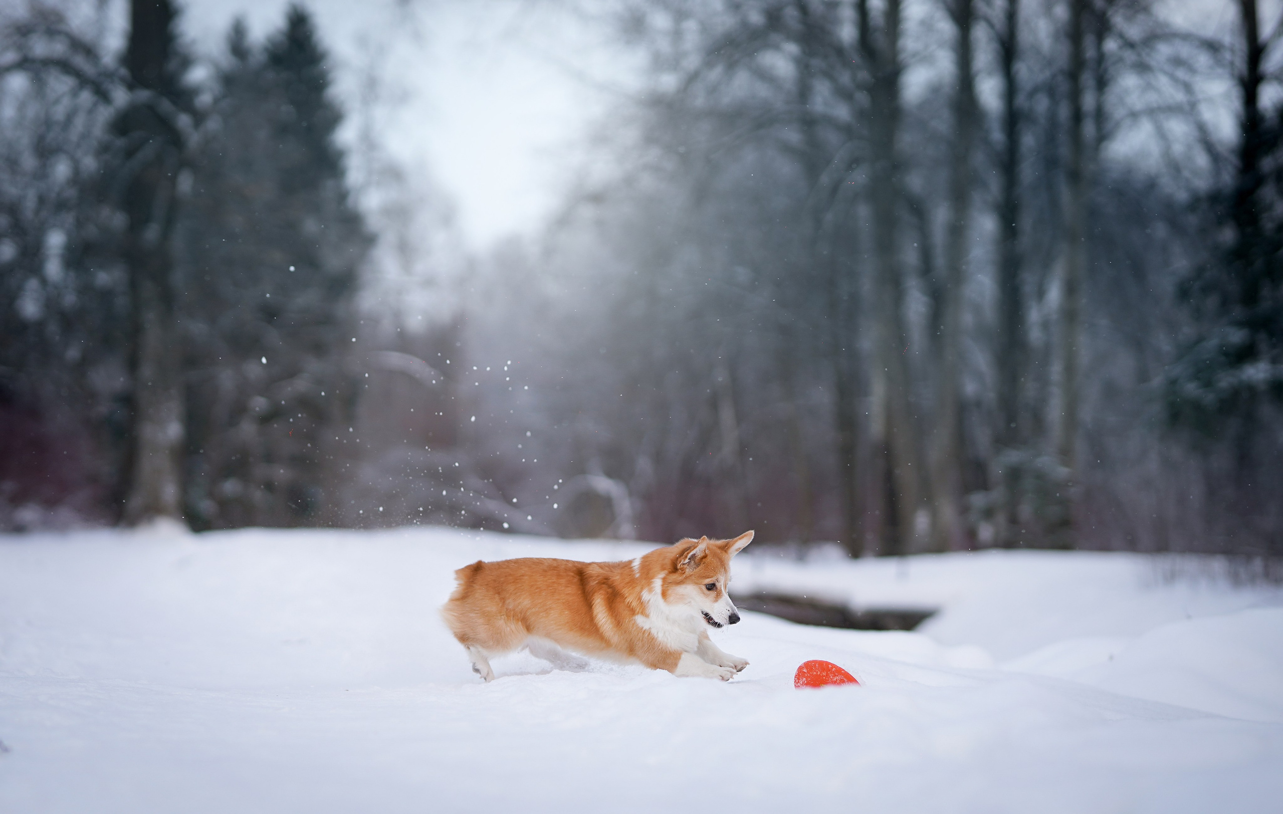 Кристина и Лаки. Фотограф-анималист в Санкт-Петербурге Яна Мартынова