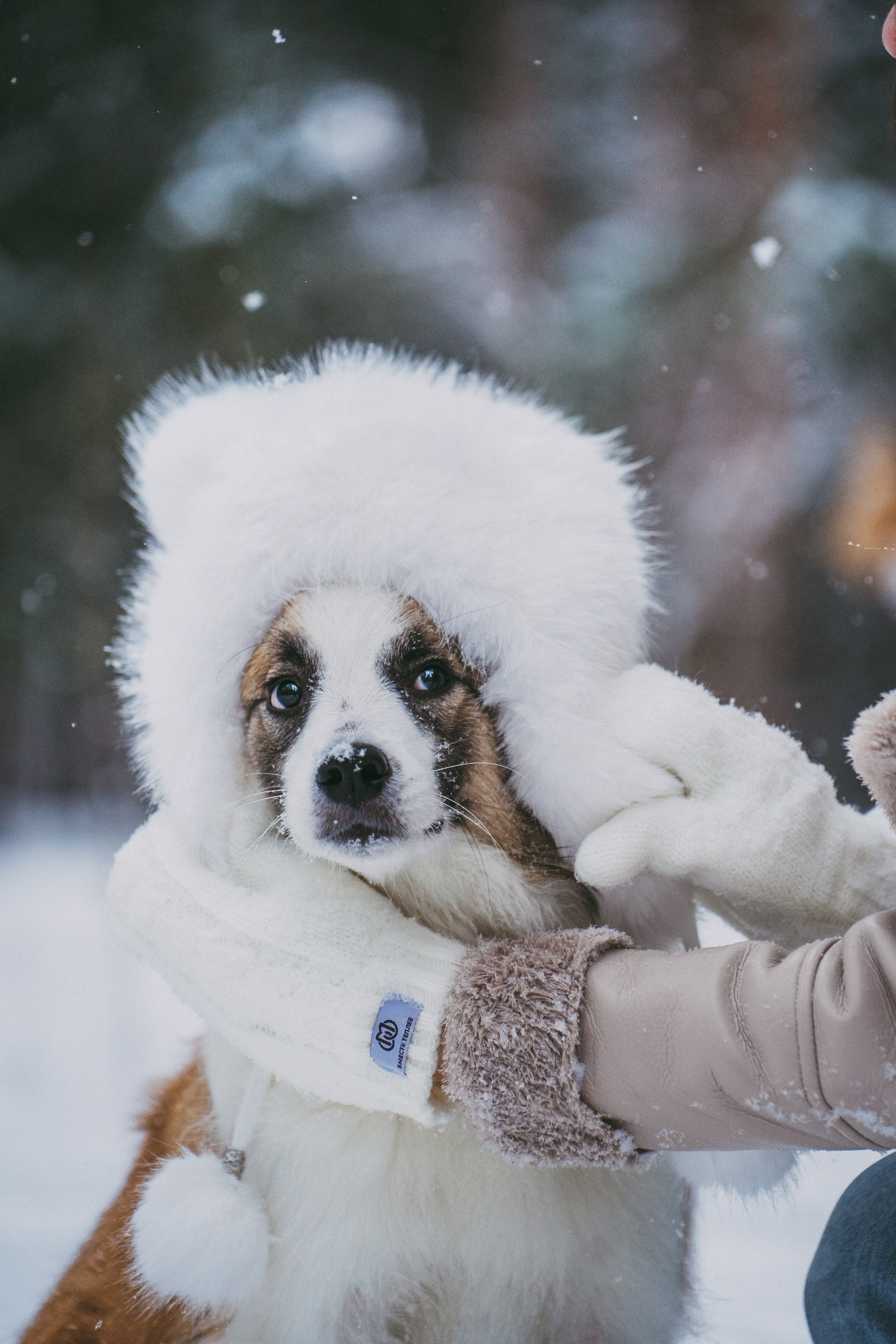 Катя, Анатолий и Елай. Фотограф анималист в Москве и Санкт-Петербурге Свиридова Анна